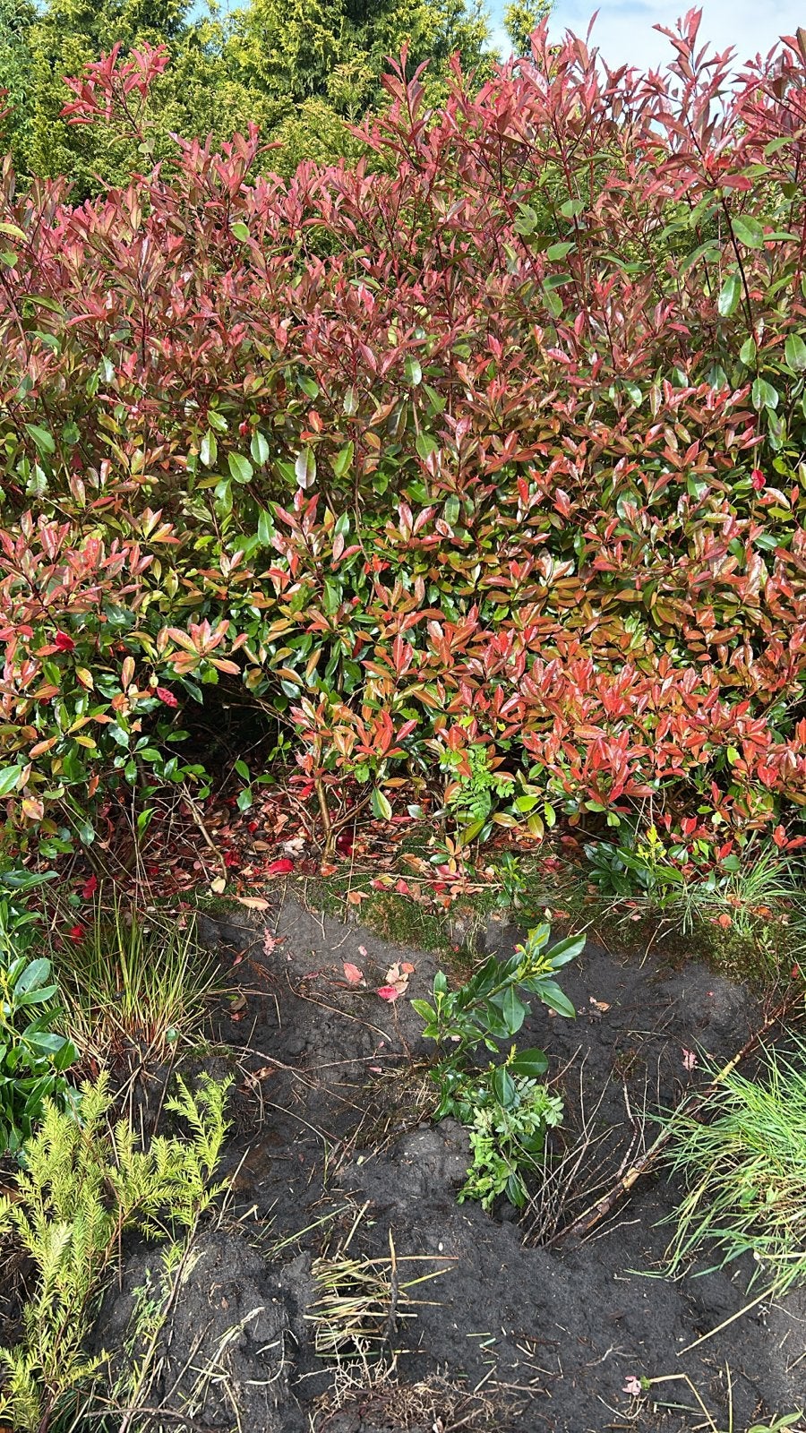 Glanzende Kardinaalsmuts (Euonymus fortunei), Tuin en Terras, Bodembedekkers, Volle zon, Vaste plant, Ophalen of Verzenden