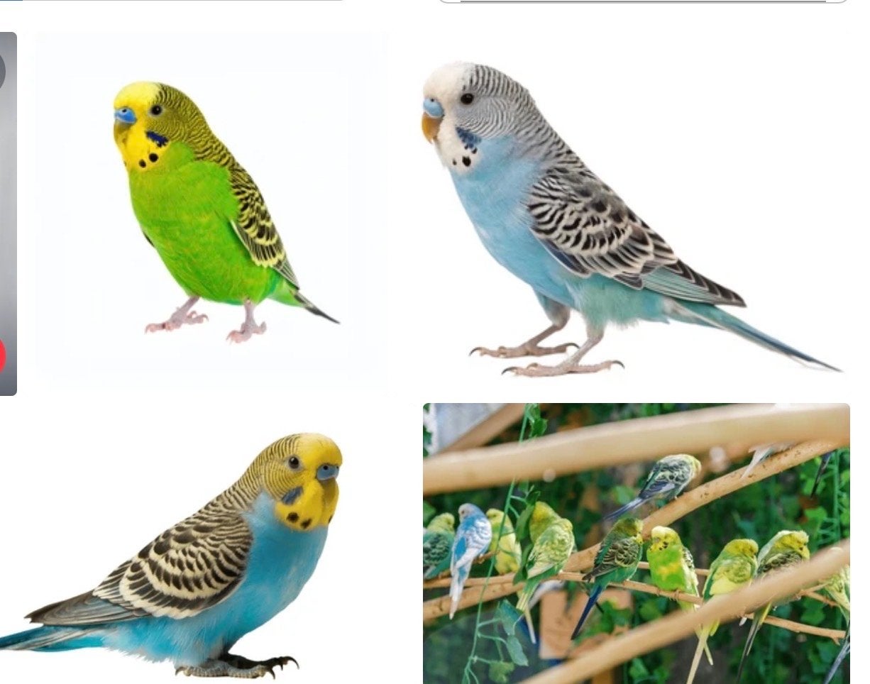 Grasparkiet gezocht in de buurt van Middelstum, Dieren en Toebehoren, Mannelijk