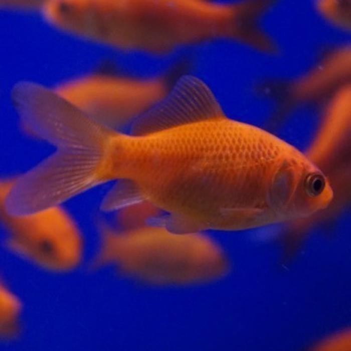 Carrasius auratus, Dieren en Toebehoren, Vis