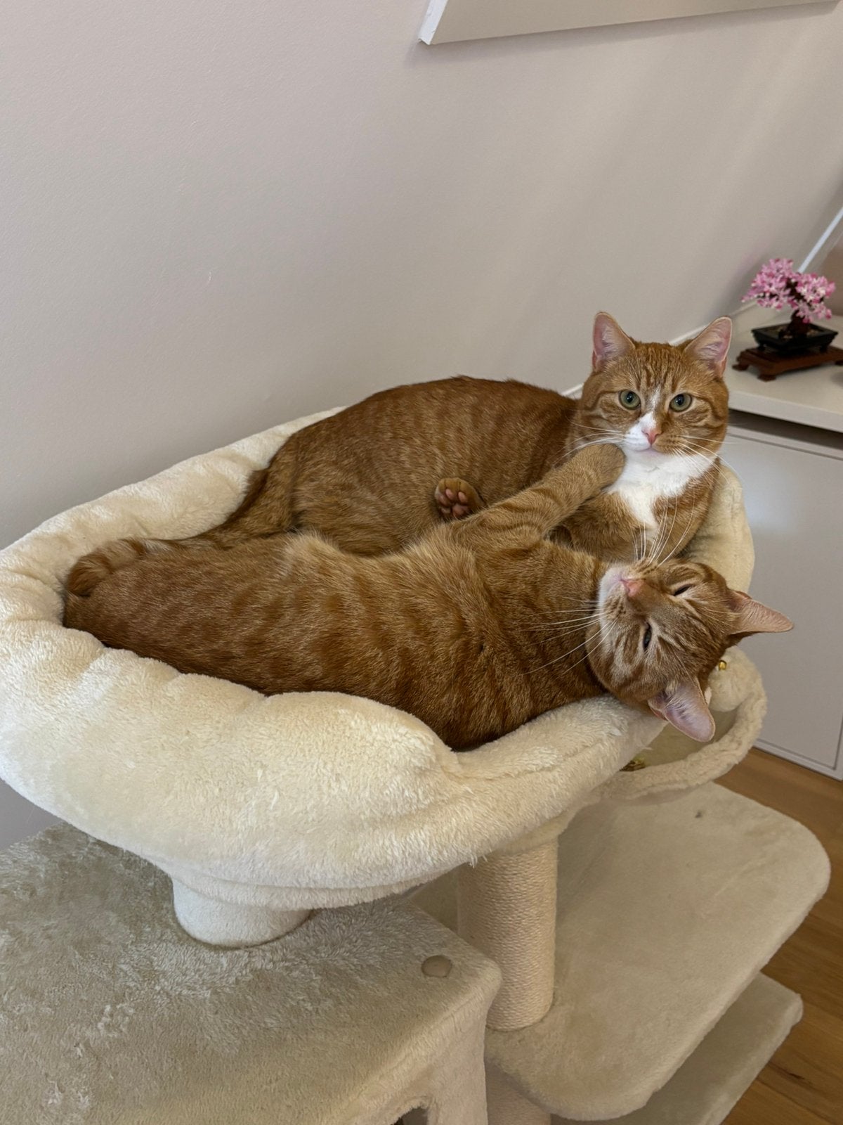 Twee rode katers van 2 jaar oud, Dieren en Toebehoren