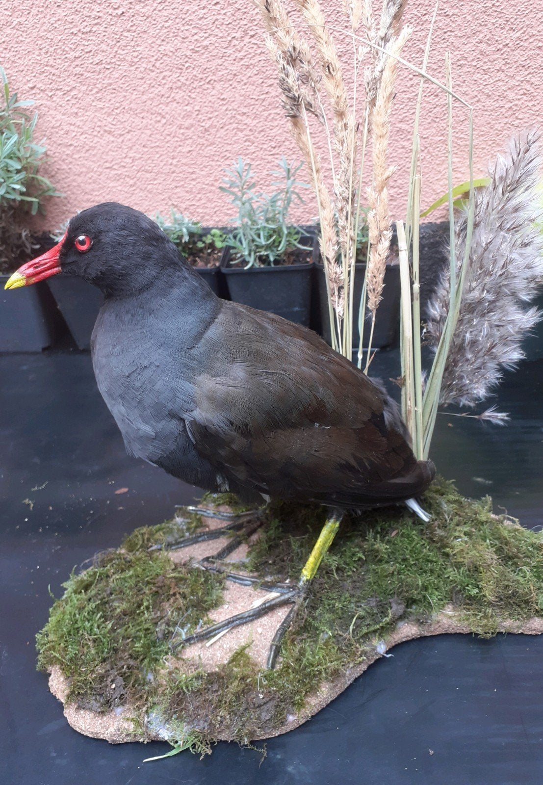 recent Opgezette Waterhoen – Bijzondere Taxidermie, Verzamelen, Ophalen of Verzenden, Nieuw, Vogel, Opgezet dier