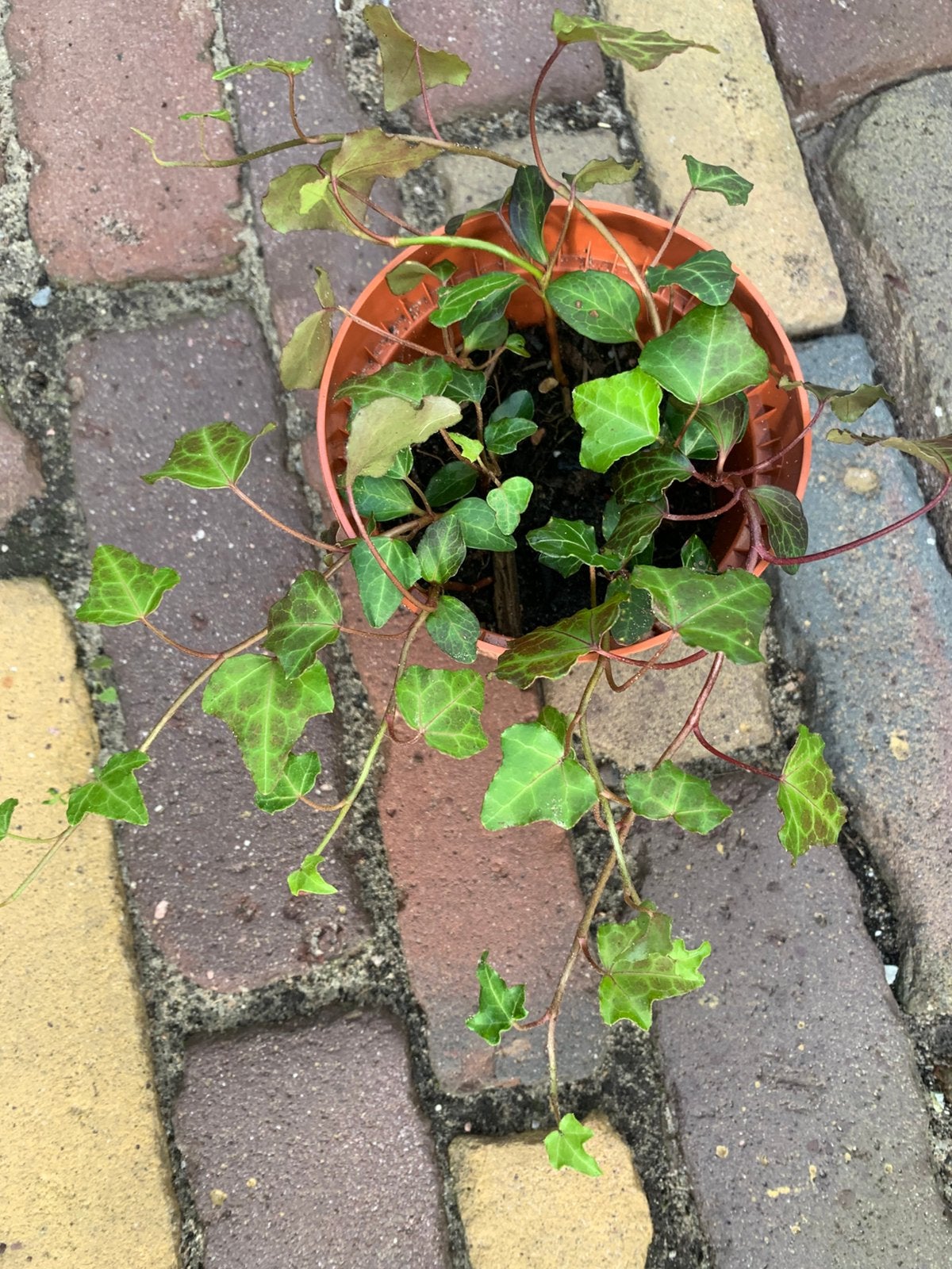 Jonge kleine  klimop plantjes, Ophalen of Verzenden, Minder dan 100 cm, Overige soorten, Zomer