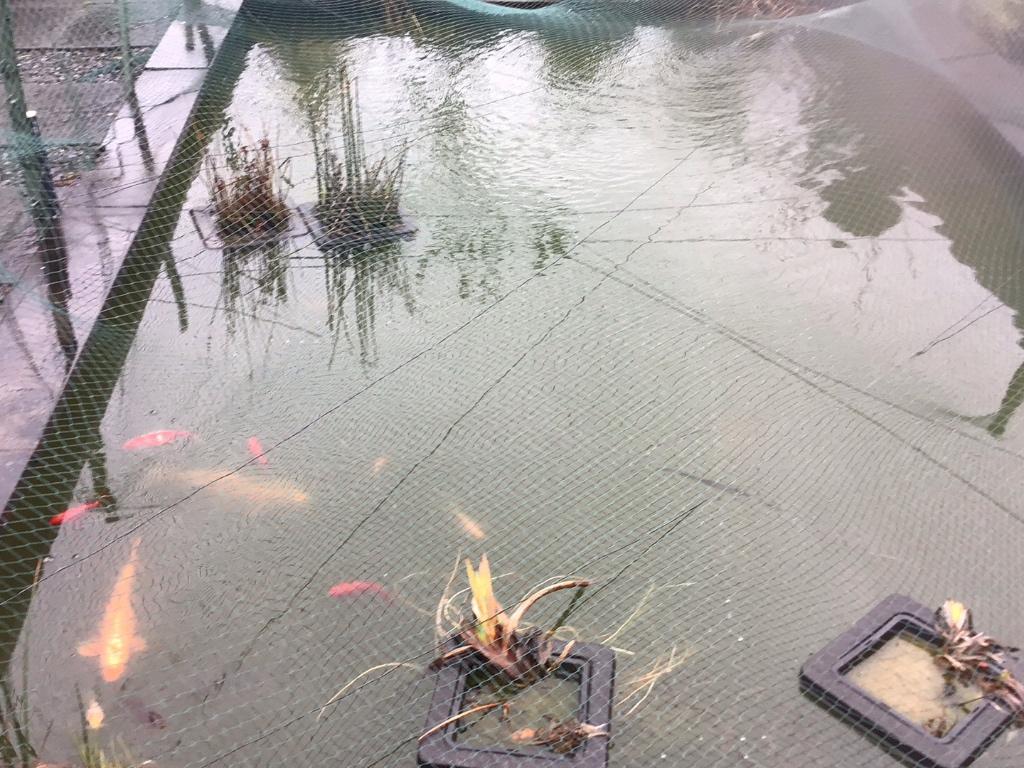 +/- 60 vijvervissen ,2 koi karpers, vijverfolie etc, Dieren en Toebehoren, Karper of Koi