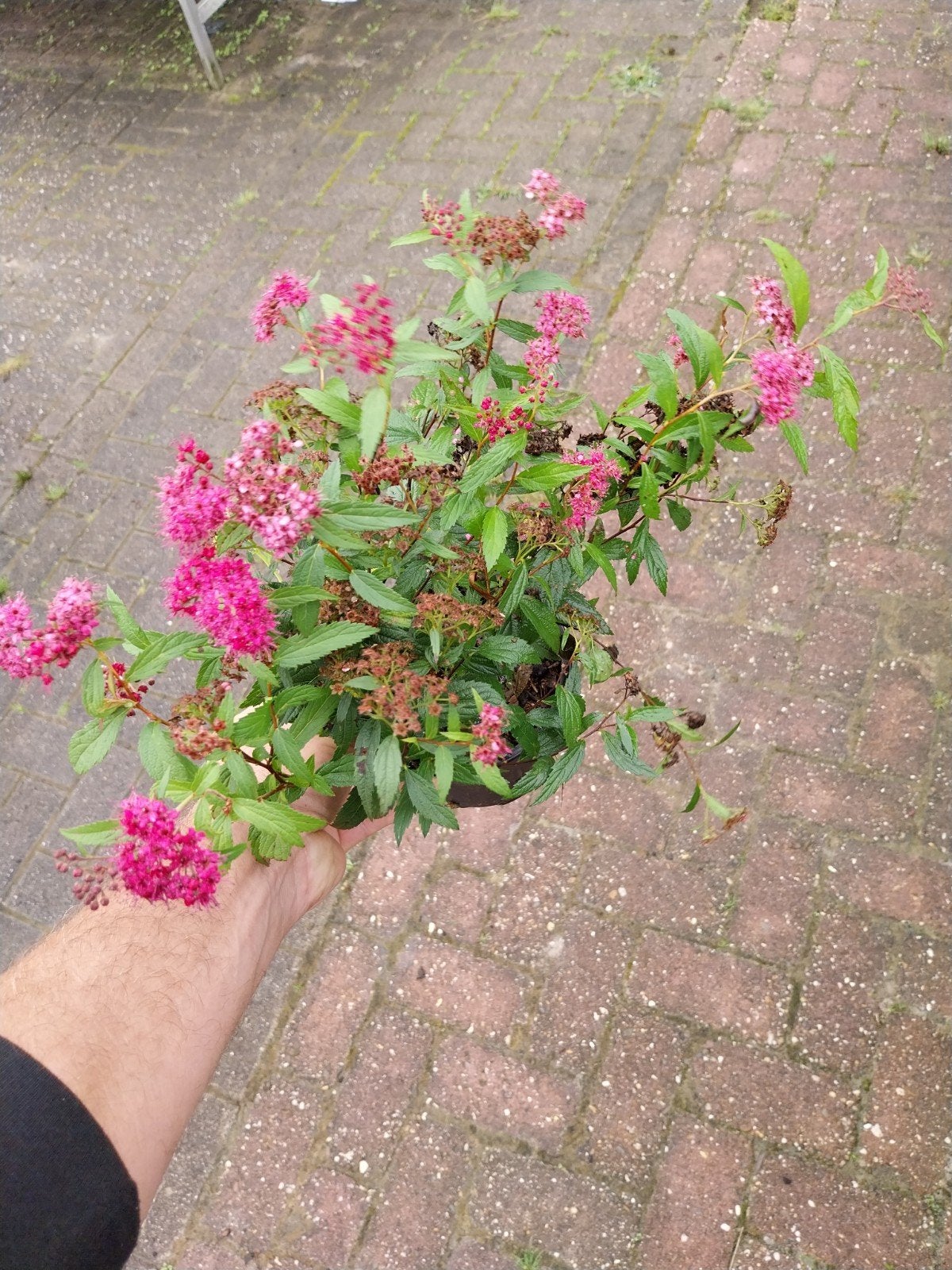 Spirea 'Anthony Waterer' - Compacte Roze Bloeier, Volle zon, Vaste plant, Zomer, Ophalen