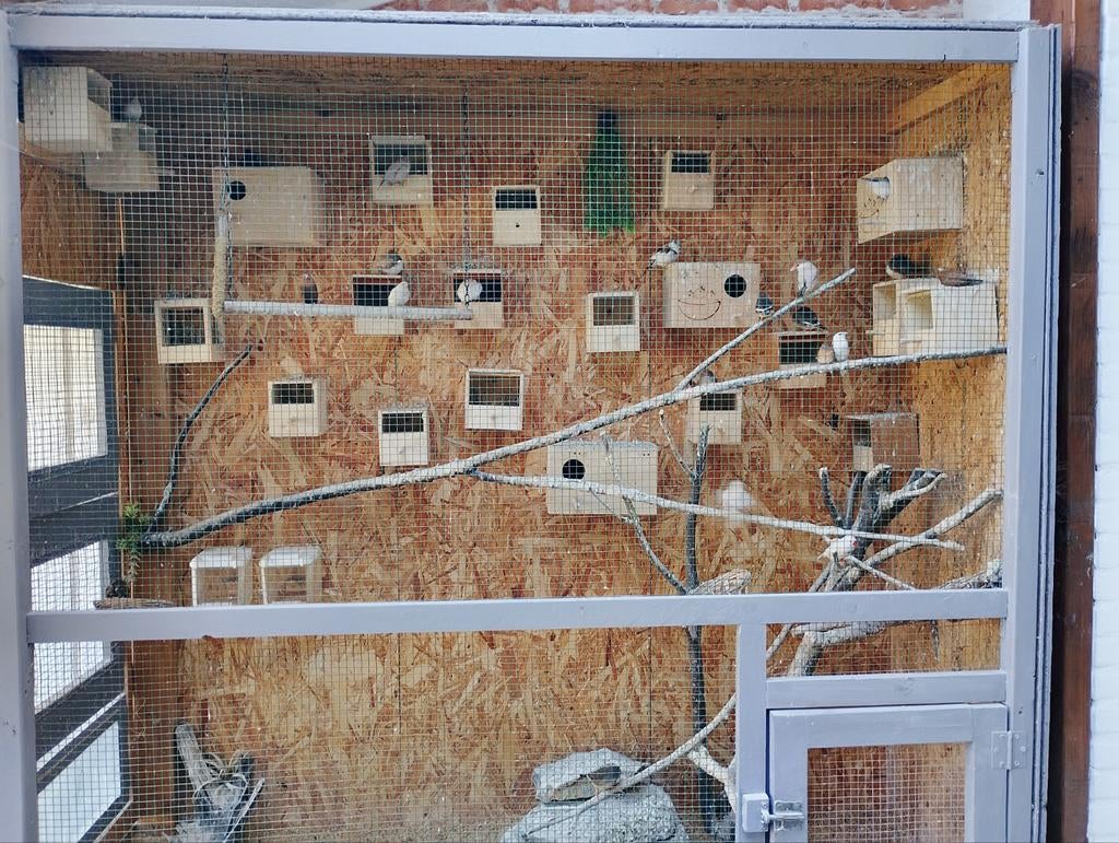 16+ Mooie zebra vinken., Ophalen, Hout, Volière