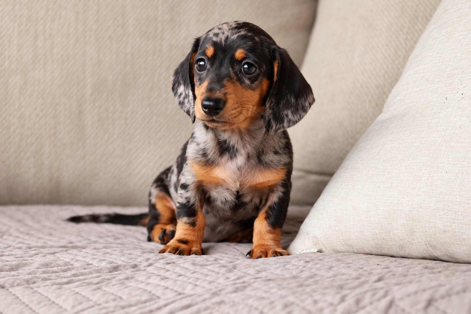 Teckel pup teefjes blue merle / black&tan, Parvo, 8 tot 15 weken, Korthaar, Dwerg