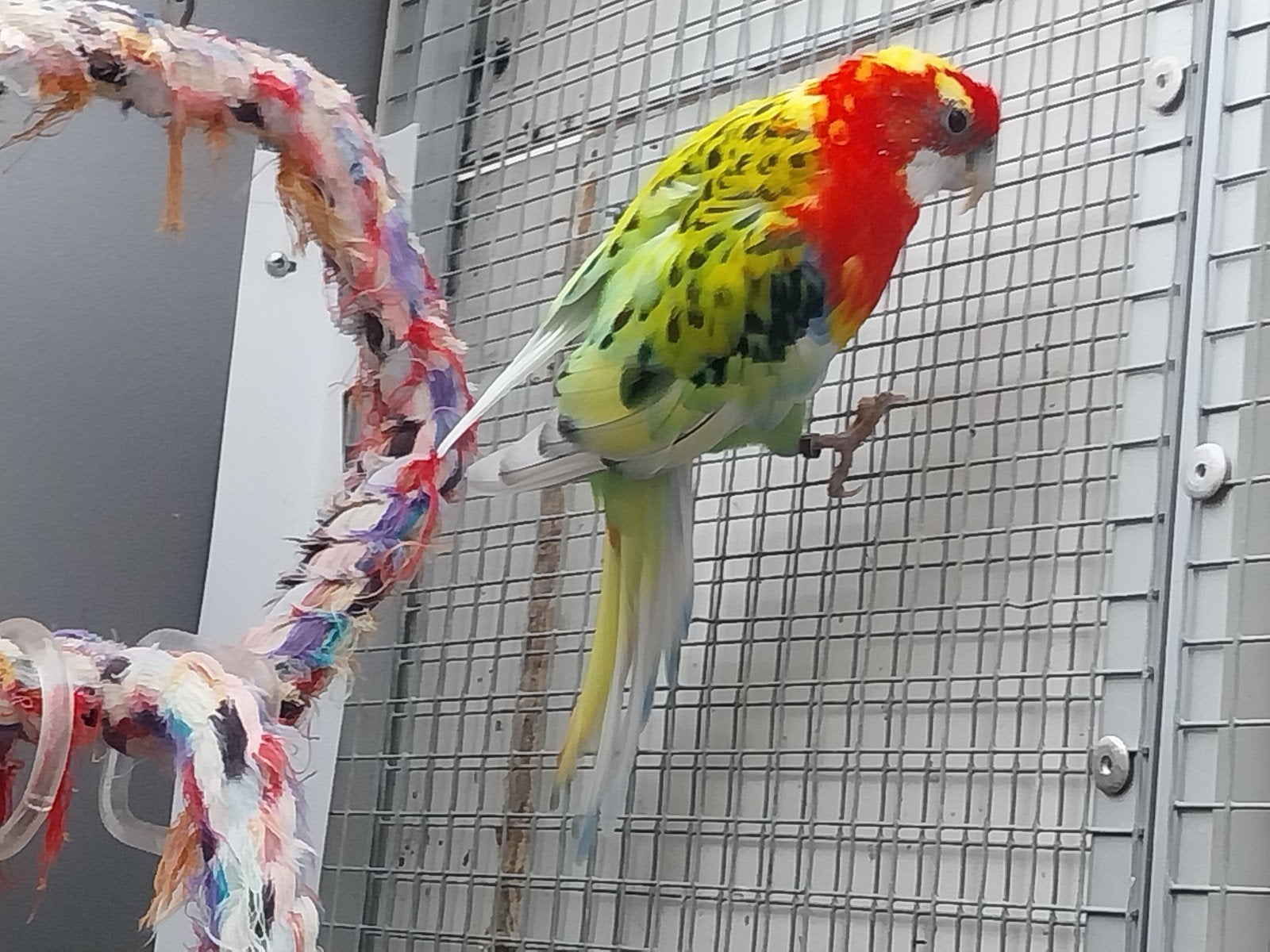 te koop rosella's, Meerdere dieren, Parkiet, Geringd