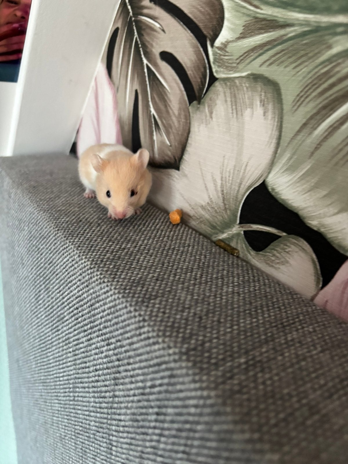 Hamster, Hamster, Juni, Vrouwelijk, Tam