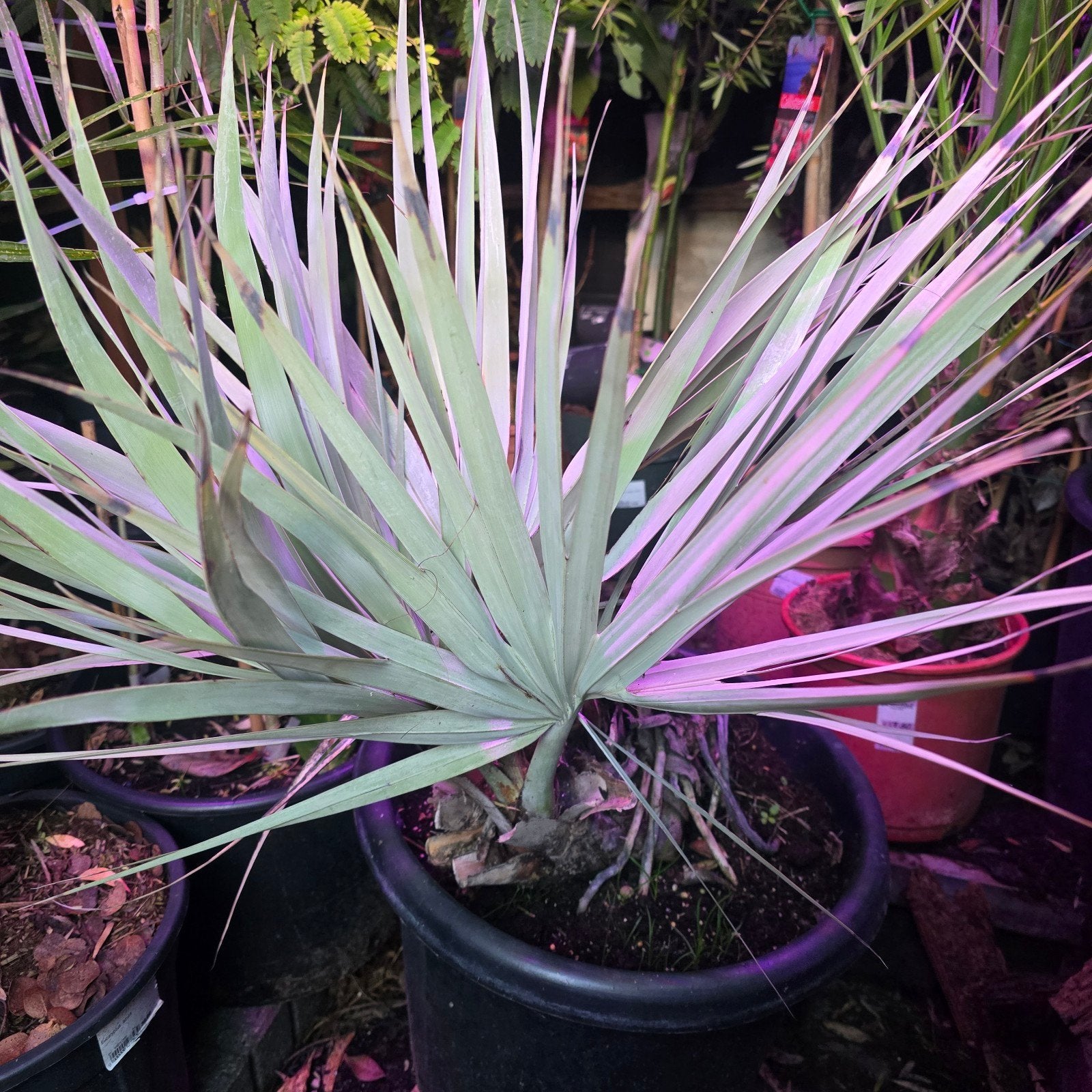 Nannorrhops Ritchiana palmboom 
 
Ritchiana, Ophalen, Bloeit niet, Overige soorten, Volle zon