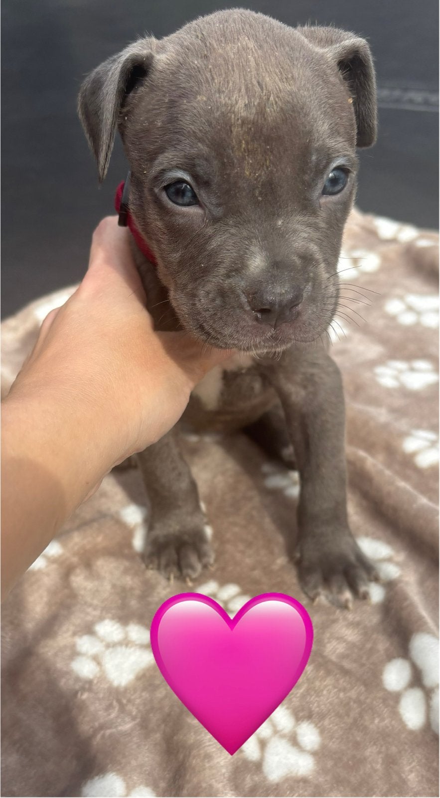 Puppies moeder Bully XL vader mastino X XXL Pitbull, Overige rassen, 8 tot 15 weken, Parvo, Meerdere