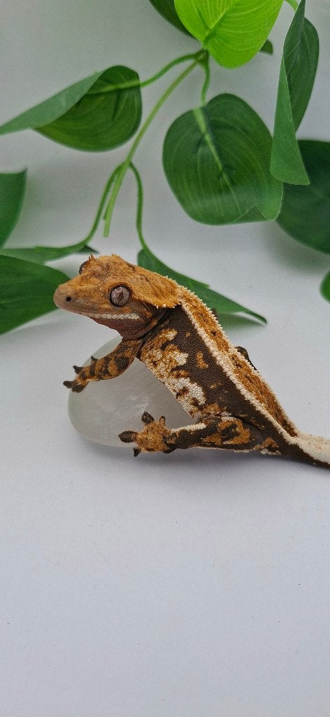 Tricolor Emptyback wimpergekko vrouw Crested Gecko - female for sale from TCM_Reptiless