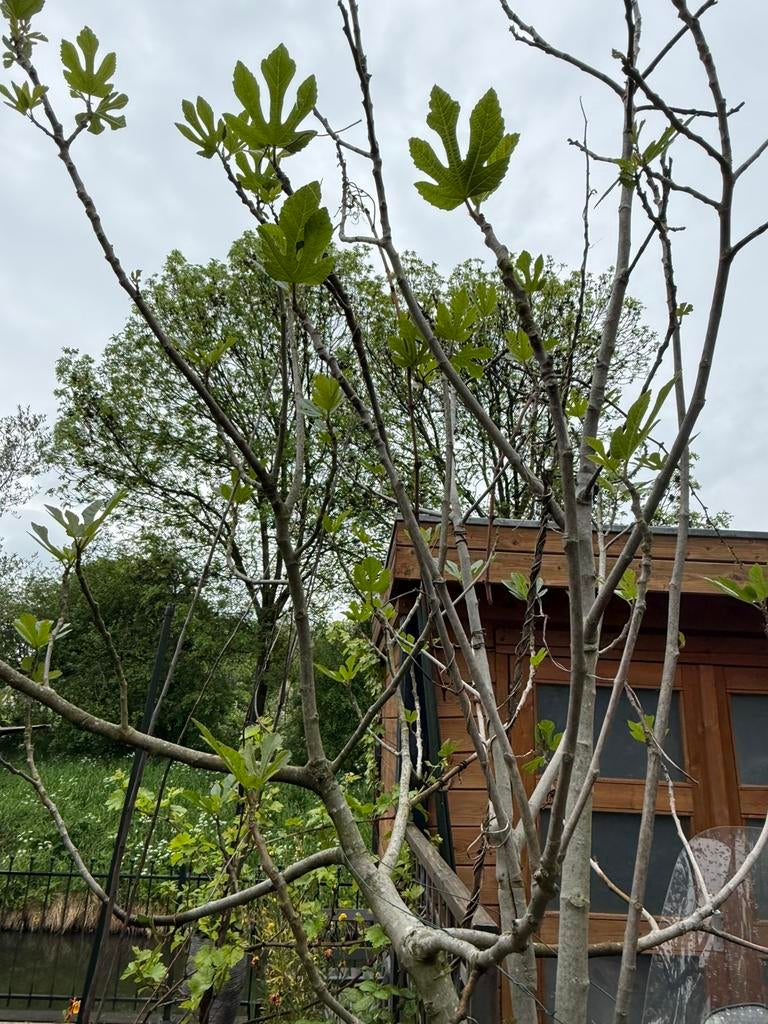 Vijgenboom, Tuin en Terras, Planten | Bomen, Overige soorten, 100 tot 250 cm, Zomer, Ophalen