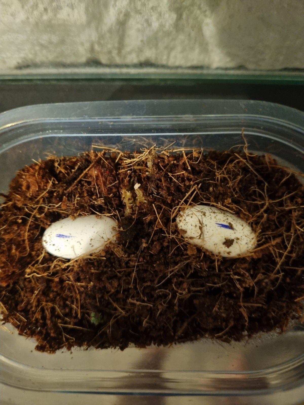 Crested gecko eitjes Crested Gecko - unknown for sale from Lucas deckers