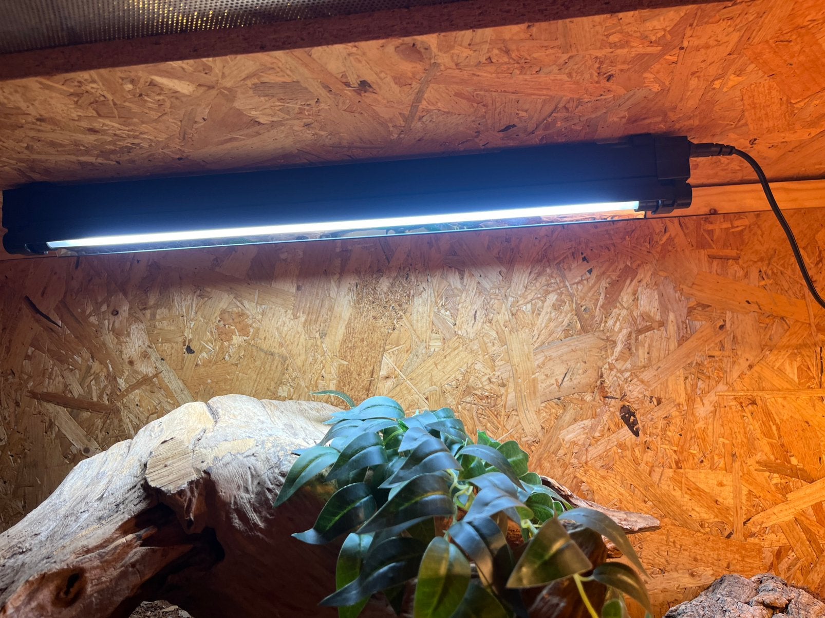 Blauwtong skink + compleet osb terrarium Blue Tongue Skink photo 12