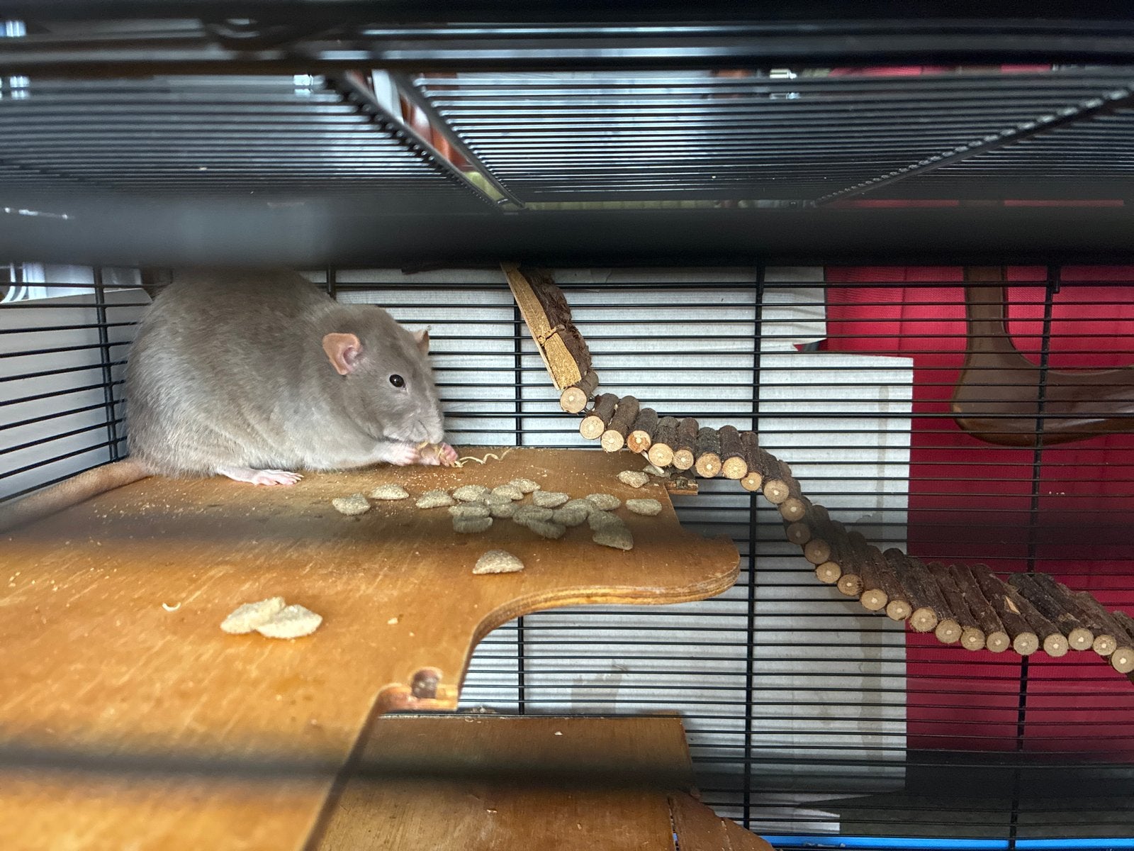 2 ratten - 1 jaar oud, Dieren en Toebehoren, Ophalen, Zo goed als nieuw