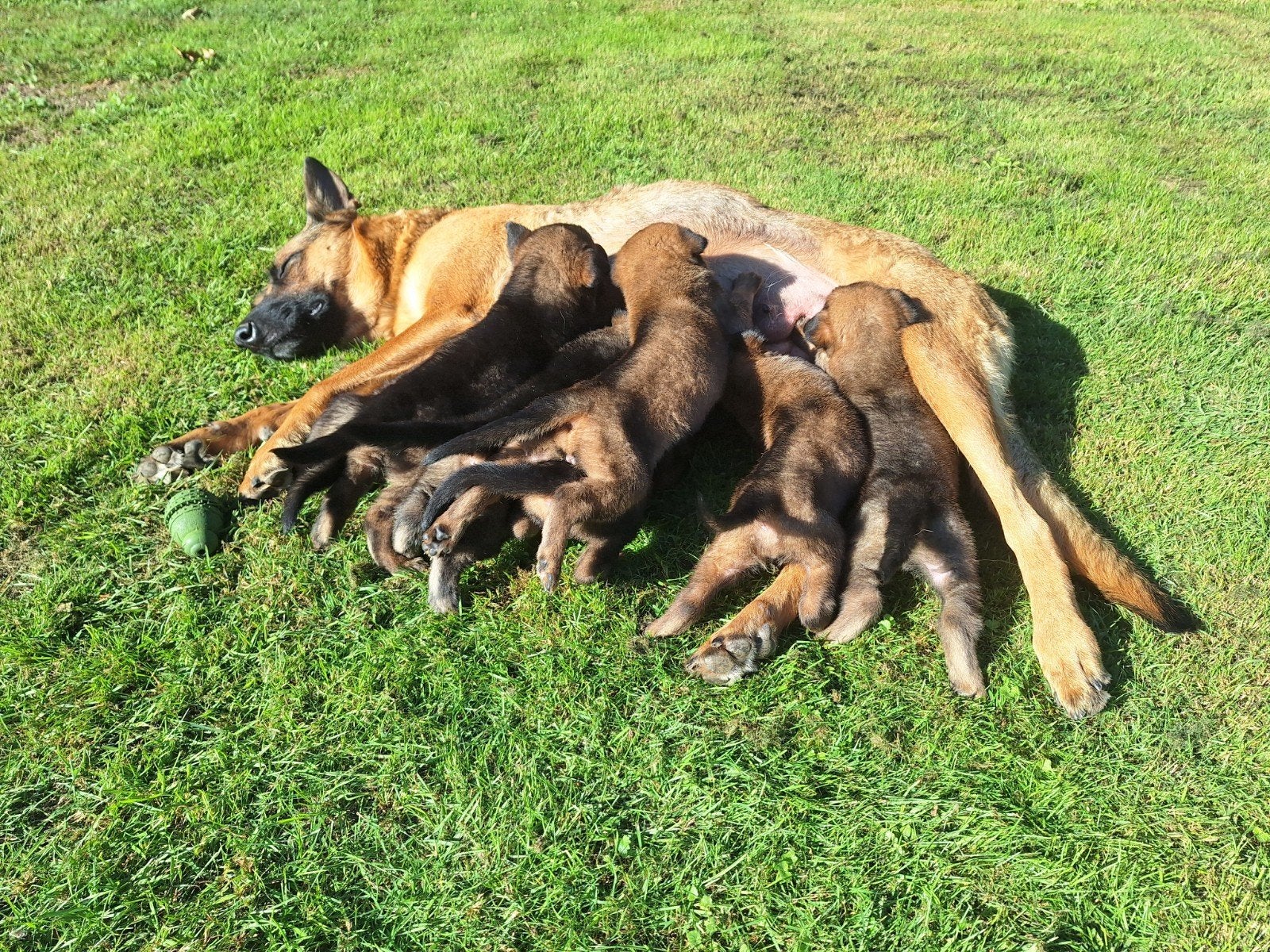 mechelse herder pups, Dieren en Toebehoren, 8 tot 15 weken, Meerdere, Meerdere dieren, Herder