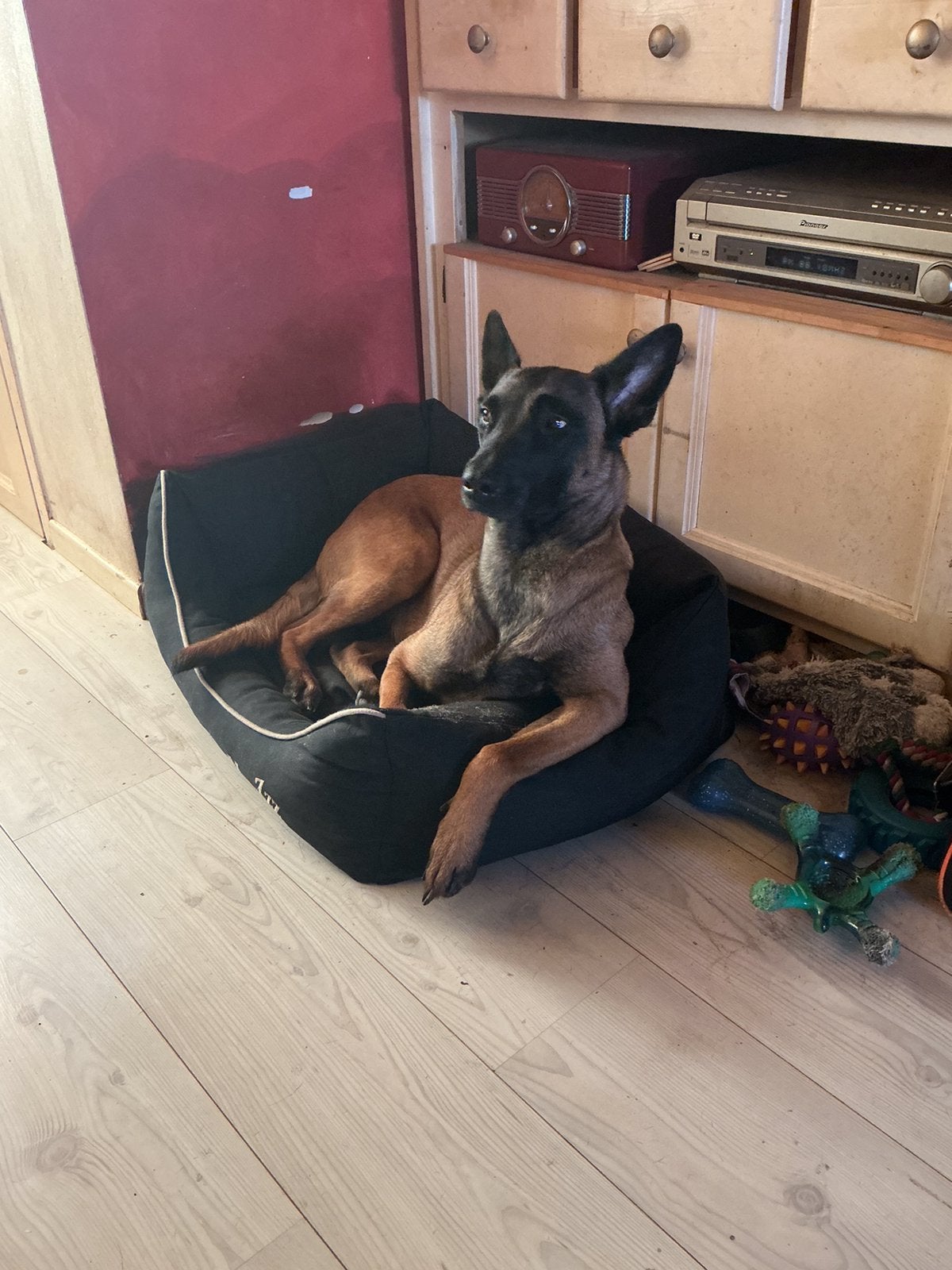 Mechelse herderteef niet gesteriliseerd 2,5 laar, Parvo, Teef, Eén hond, 3 tot 5 jaar
