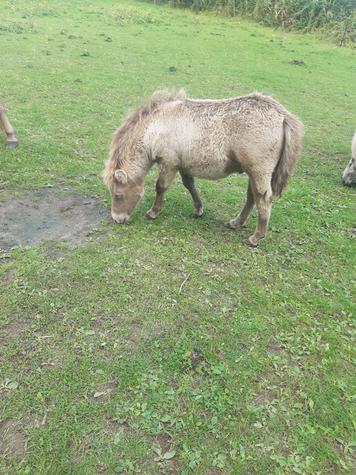 pony veulens, Hengst