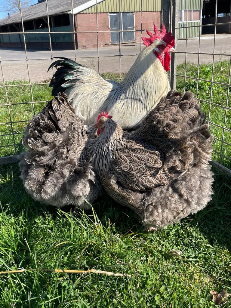 Orpington ZILVERPATRIJS, groot ras, broedeieren., Dieren en Toebehoren, Pluimvee, Geslacht onbekend, Kip