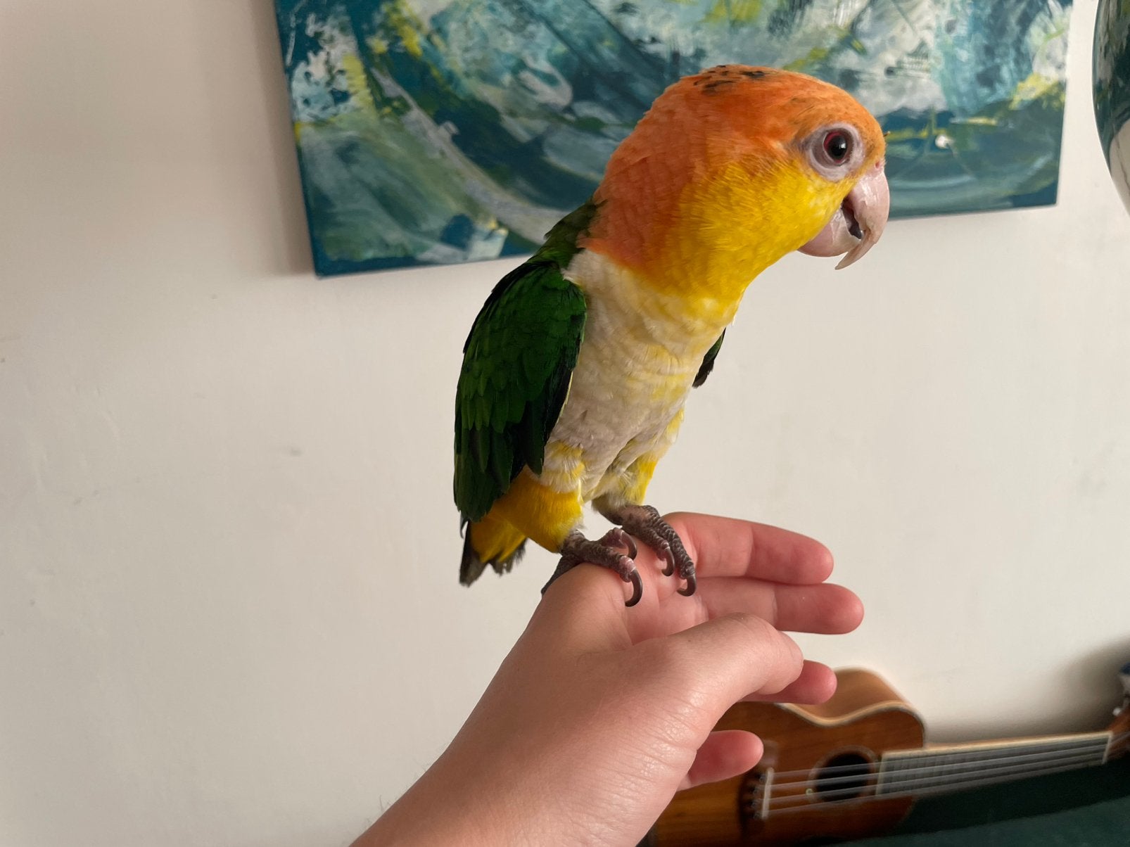 Tamme caique (eventueel met kooi), Geslacht onbekend, Papegaai, Geringd
