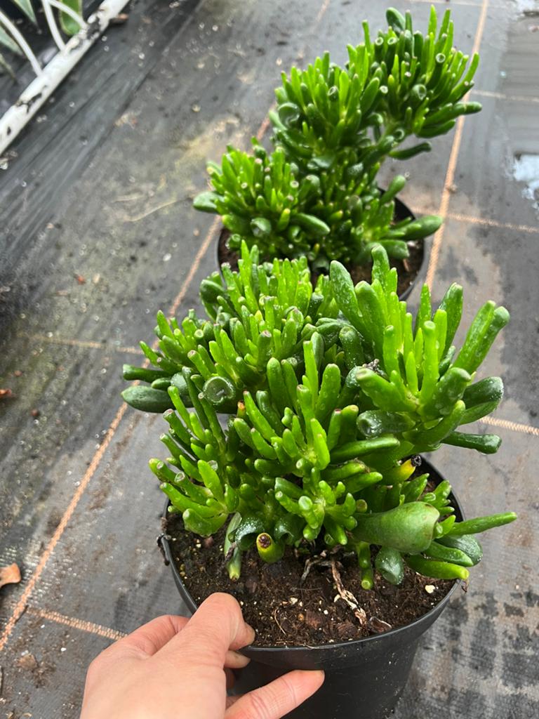 Crassula ovoata gollum of jade plant, Ophalen of Verzenden, Overige soorten, Volle zon
