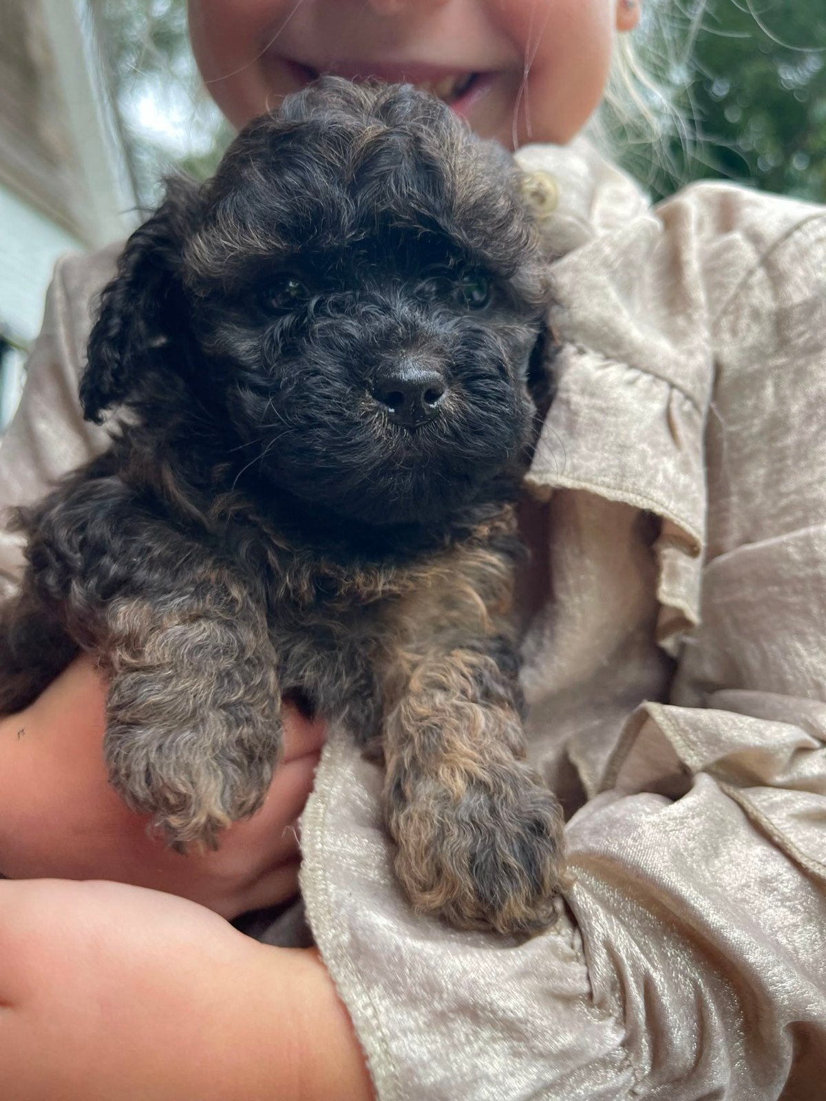 Maltipoo x boomer pups., Parvo, 8 tot 15 weken, Meerdere, Meerdere dieren