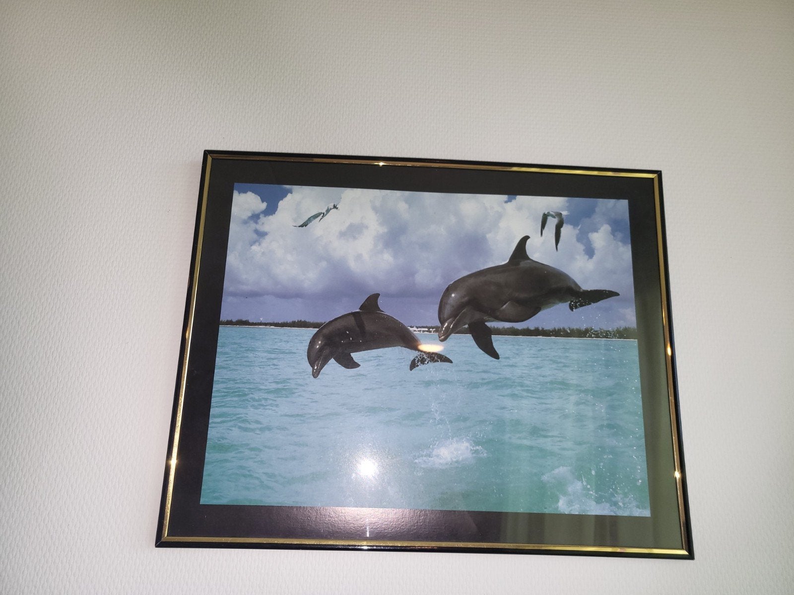 dolfijnen foto in glazen lijst zgan, Ophalen, Zo goed als nieuw, Minder dan 50 cm, Schilderij