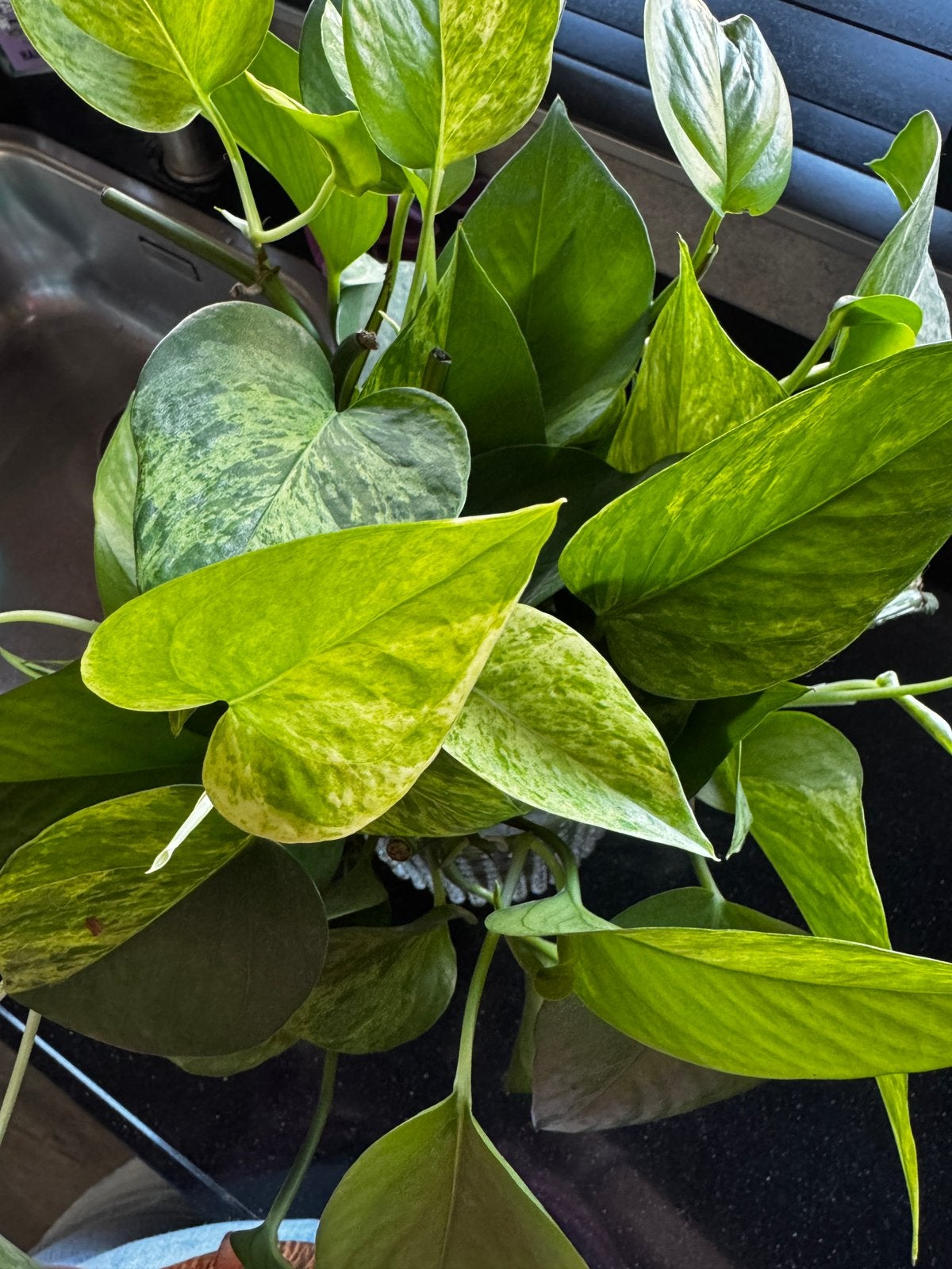 Stekje van de Epipremnum aureum, Huis en Inrichting, Kamerplanten, Ophalen of Verzenden