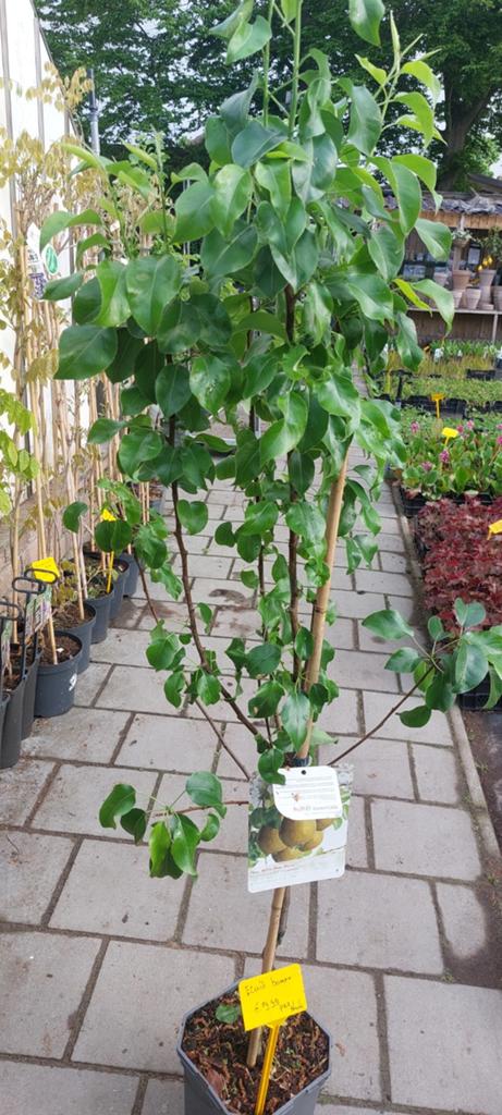 Fruitbomen actie, Tuin en Terras, Planten | Bomen, Volle zon, 100 tot 250 cm, Zomer, Overige soorten