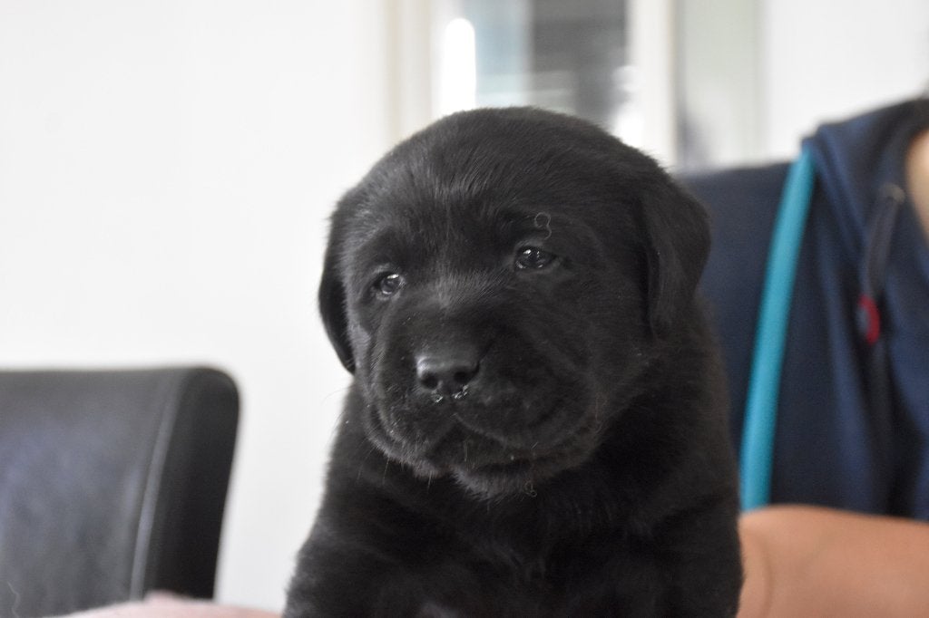 Lieve Labradors met FCI Stamboom!, Nederland, CDV (hondenziekte), 8 tot 15 weken, Labrador retriever