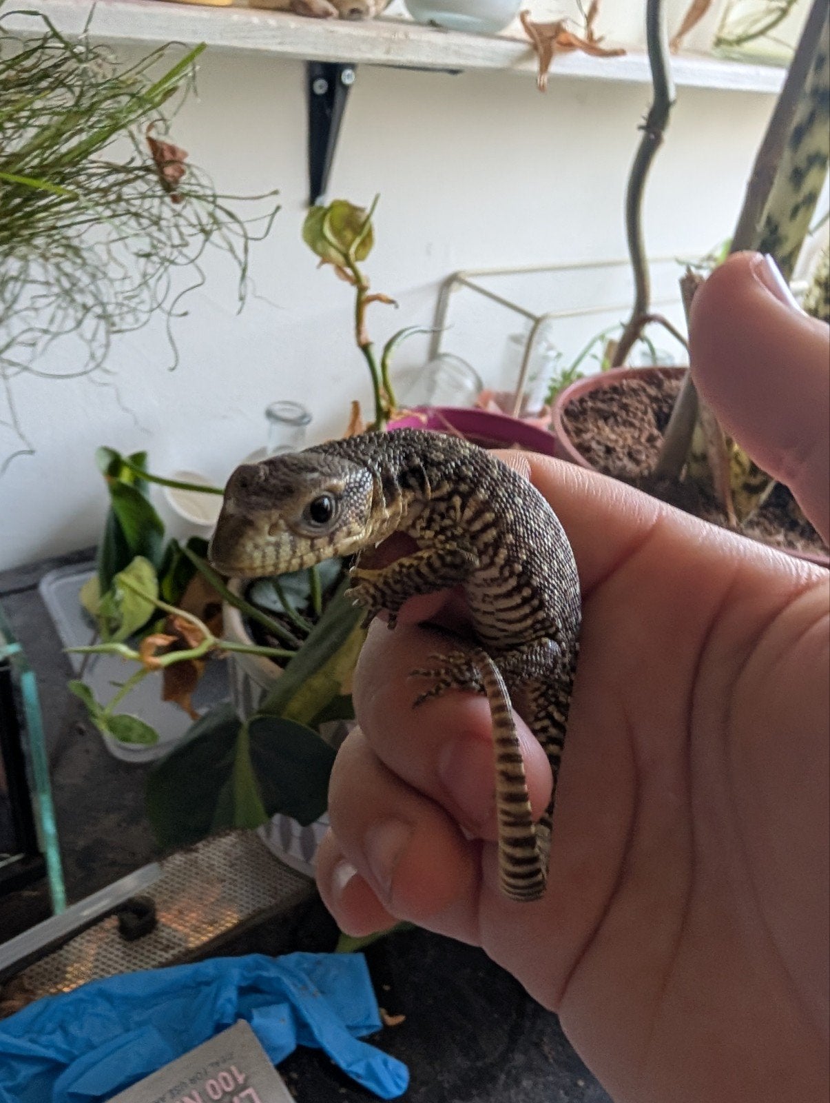 Varanus exanthematicus 0.0.1, Dieren en Toebehoren, Hagedis, Tam, 0 tot 2 jaar