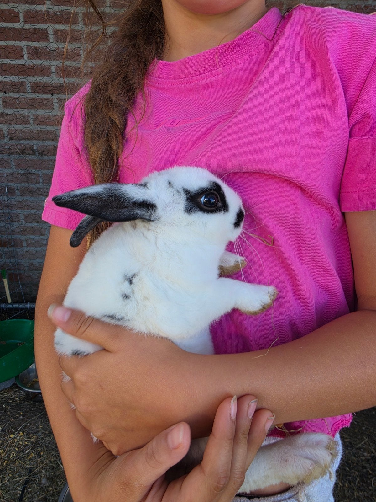 Baby konijnen Klein Lotharinger en havanna, Dieren en Toebehoren, Konijnen, Meerdere dieren, Klein, 0 tot 2 jaar