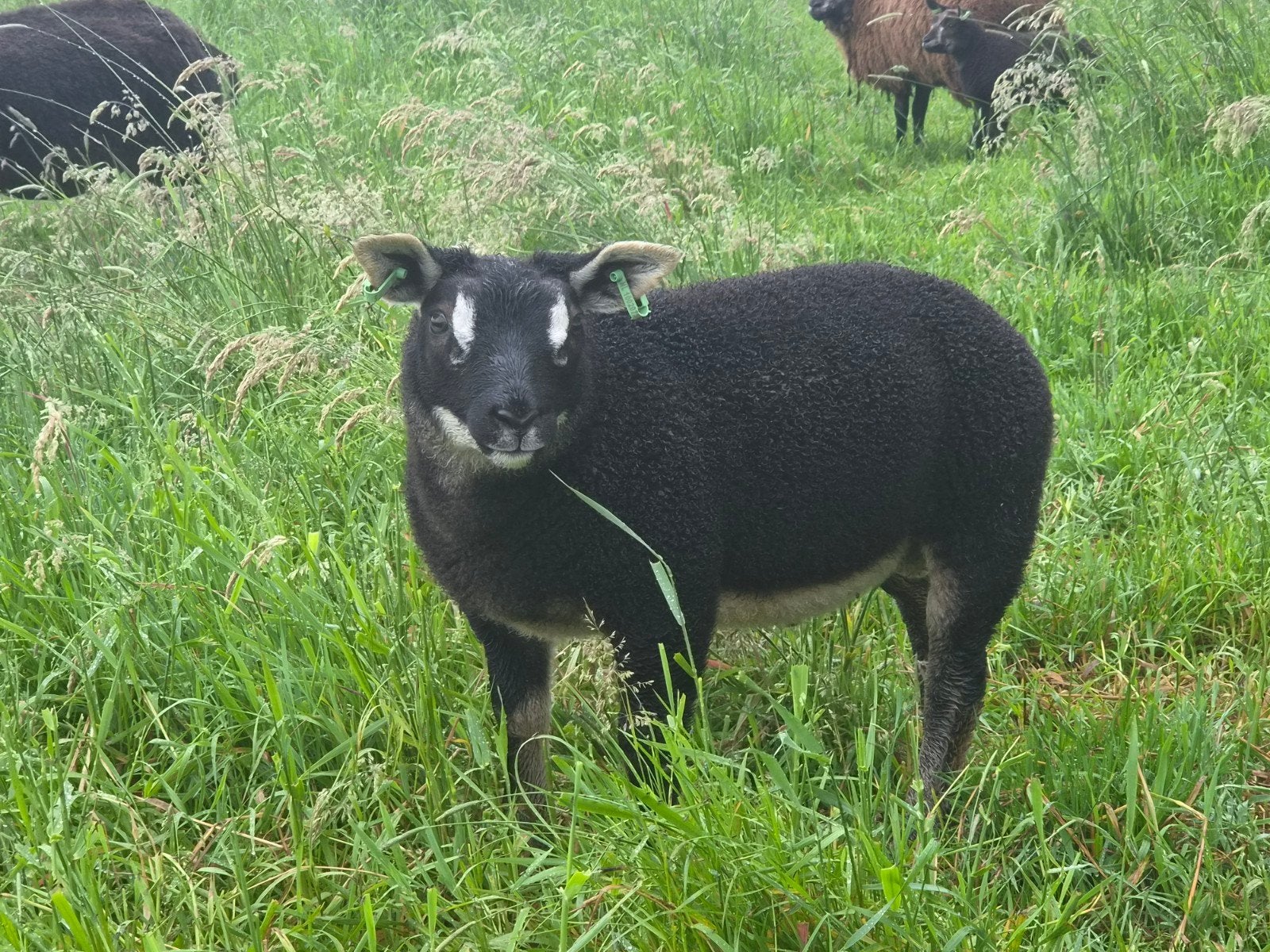 Stamboek Dassenkop Texelaar Ram lam, Dieren en Toebehoren, Schapen, Geiten en Varkens, Mannelijk, Schaap, 0 tot 2 jaar