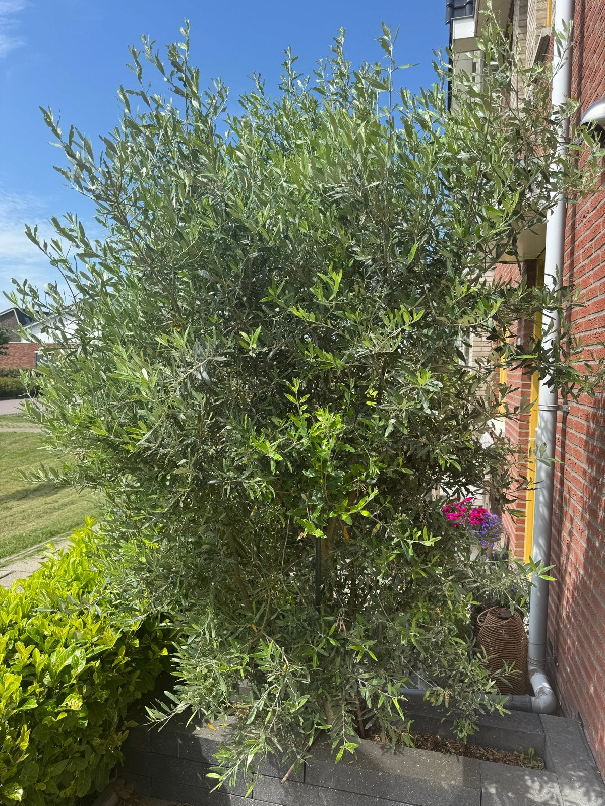 Grote Olijfboom, Tuin en Terras, Planten | Tuinplanten, Vaste plant, Overige soorten, Volle zon, Bloeit niet, Ophalen