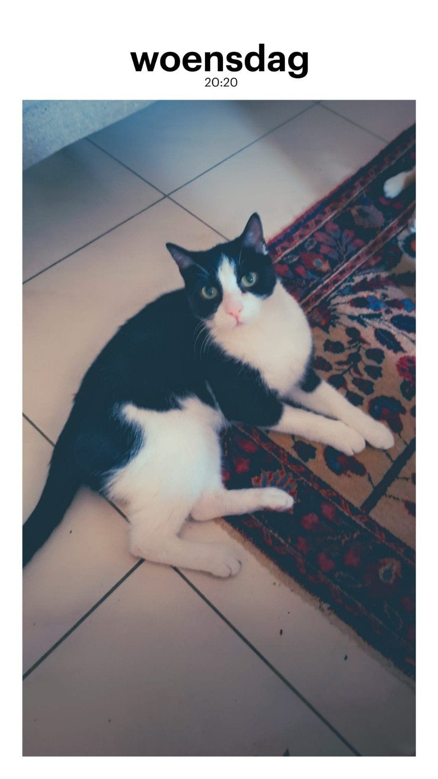 gratis wegens omstandigheden poes en kater, Kater, 6 jaar of ouder