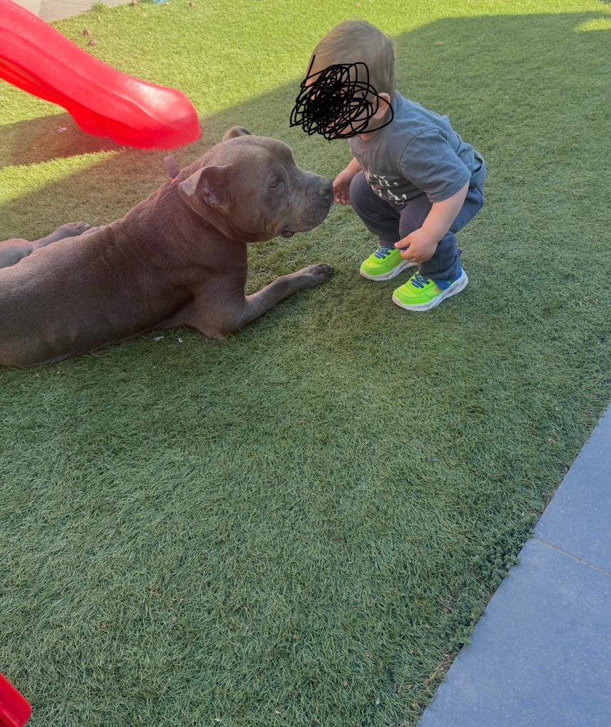 Amerikaanse stafford, Parvo, 6 jaar of ouder, Reu, Eén hond