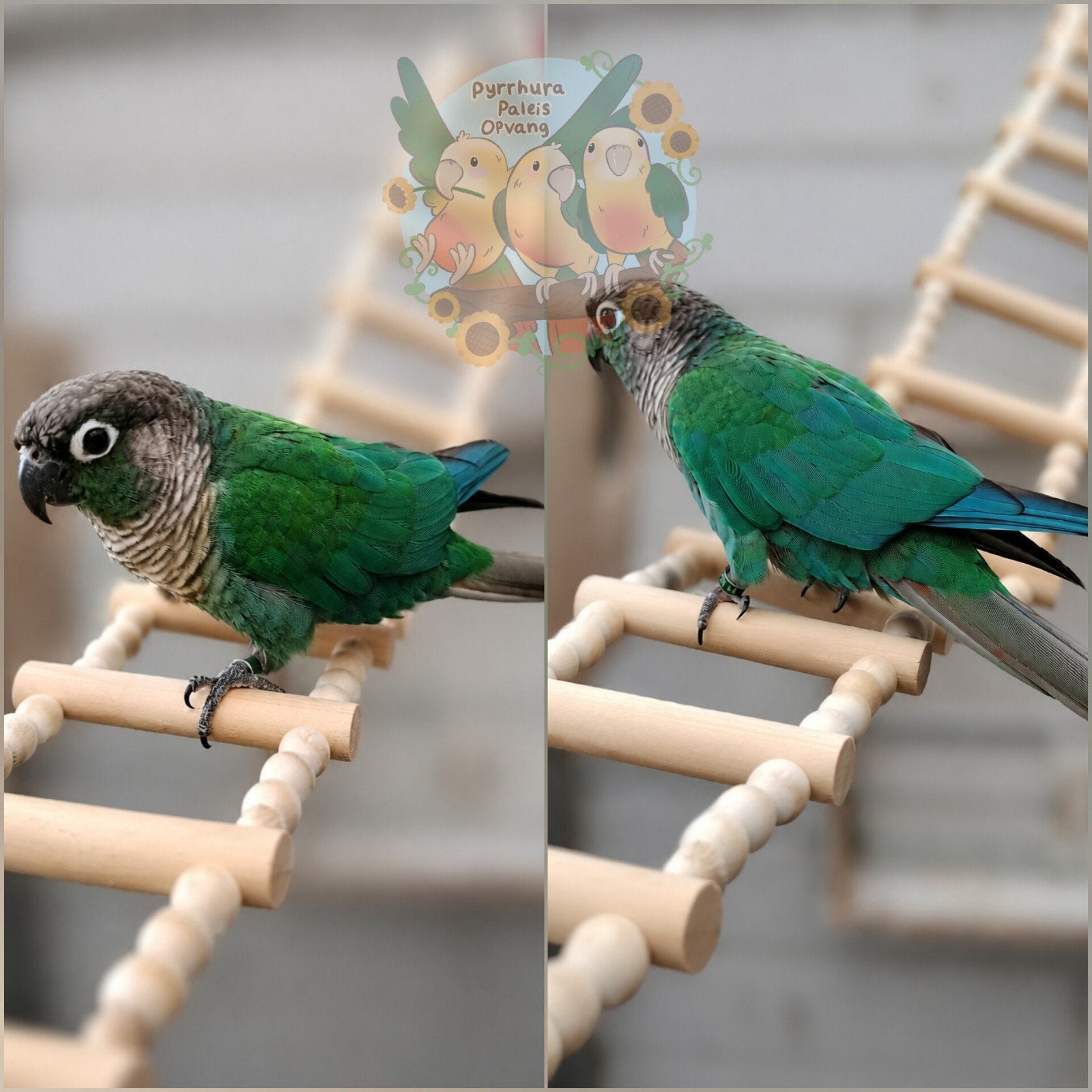 Rio (Ter Adoptie)💙🍃, Dieren en Toebehoren, Vogels | Parkieten en Papegaaien, Parkiet