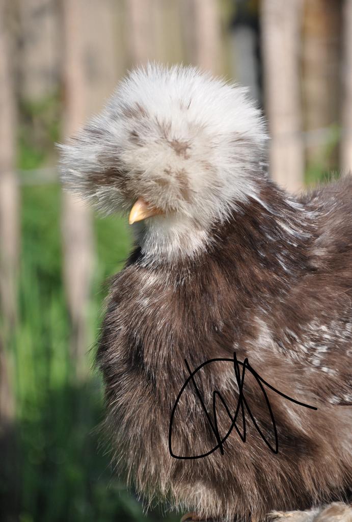 USA zijdehoen broedeieren mottled, blauwe en splash, Dieren en Toebehoren, Pluimvee, Meerdere dieren, Kip