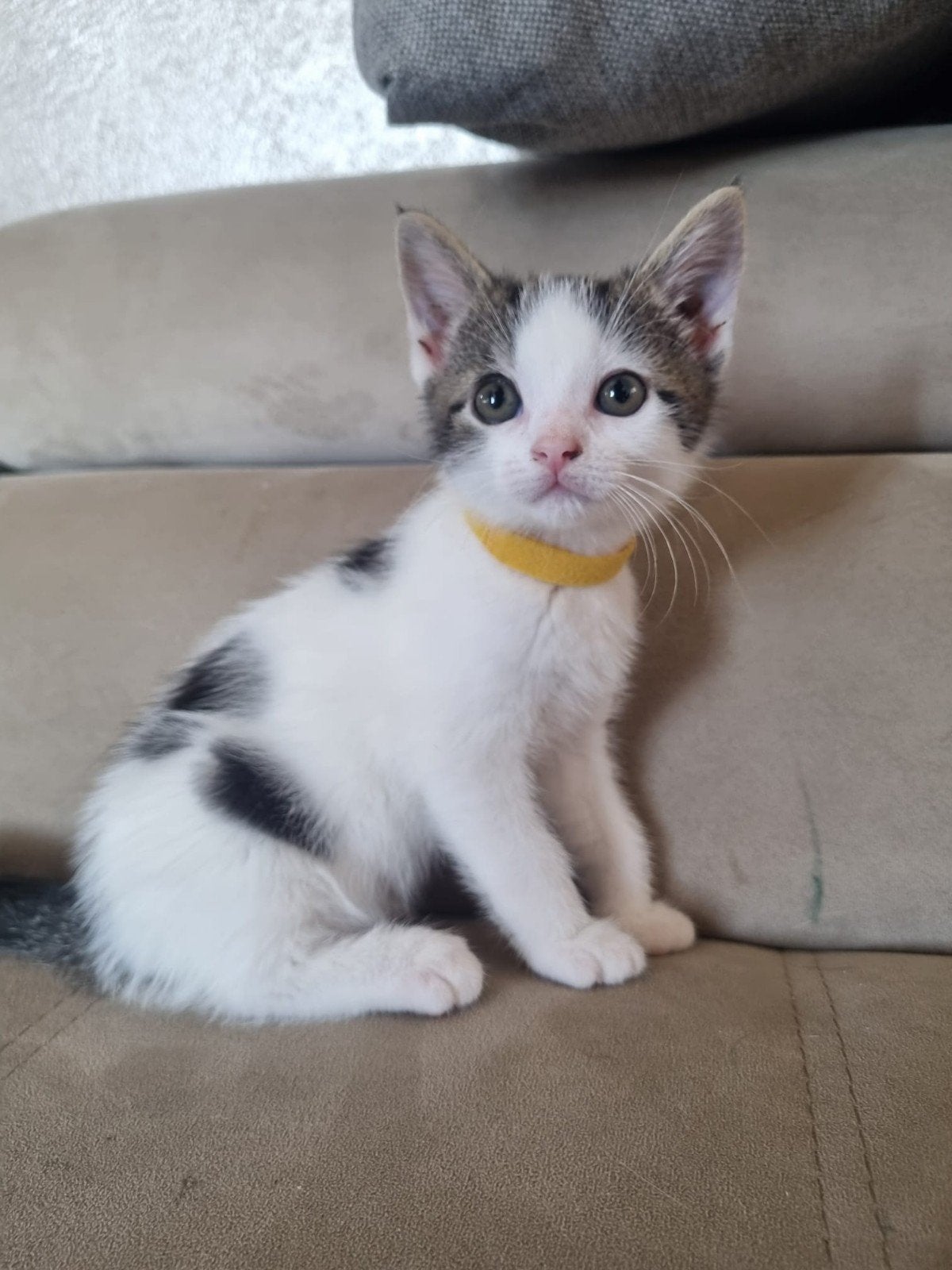 2 zeer lieve Katers zoeken nog een forever home!, Meerdere dieren, Kortharig, 0 tot 2 jaar