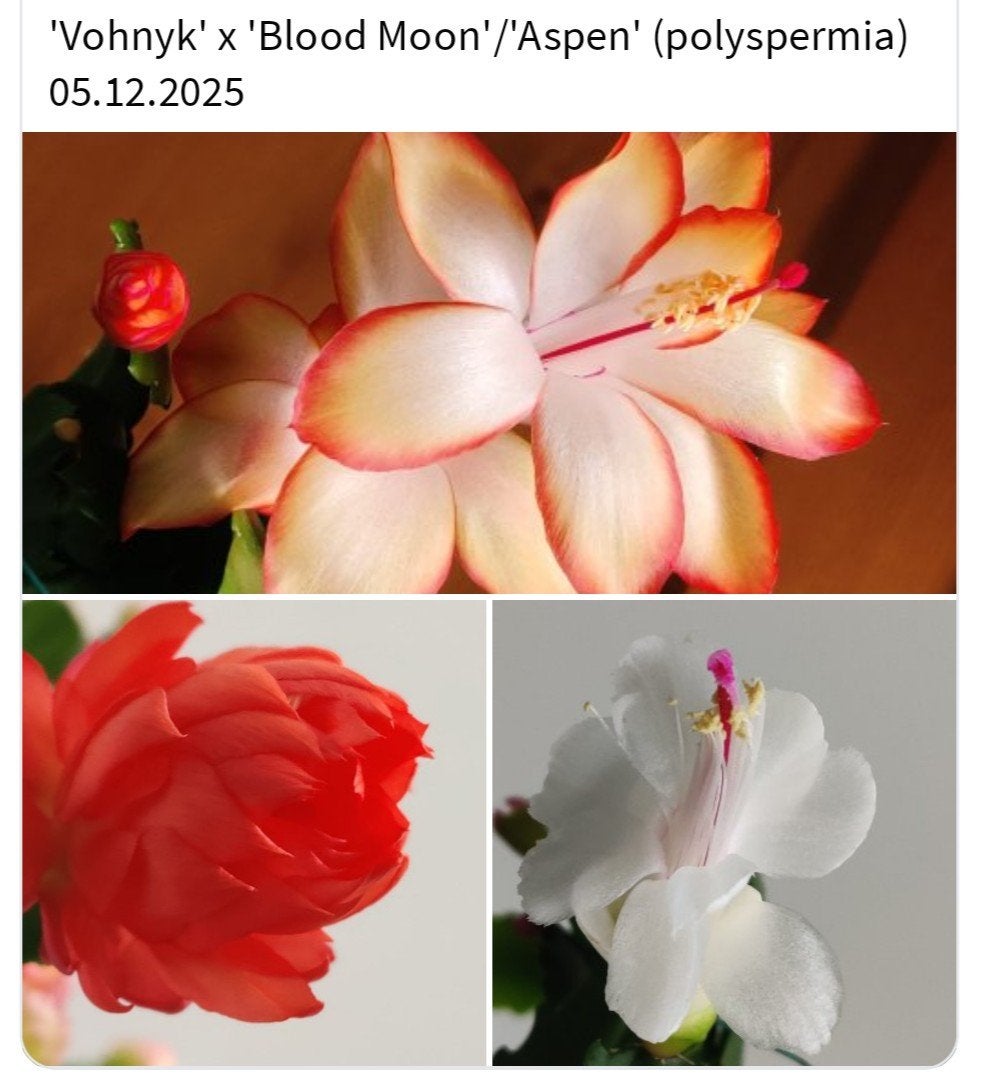 Schlumbergera nieuwe hybride zaadbesje op 1 bladsegment, Verzenden, Halfschaduw, Minder dan 100 cm