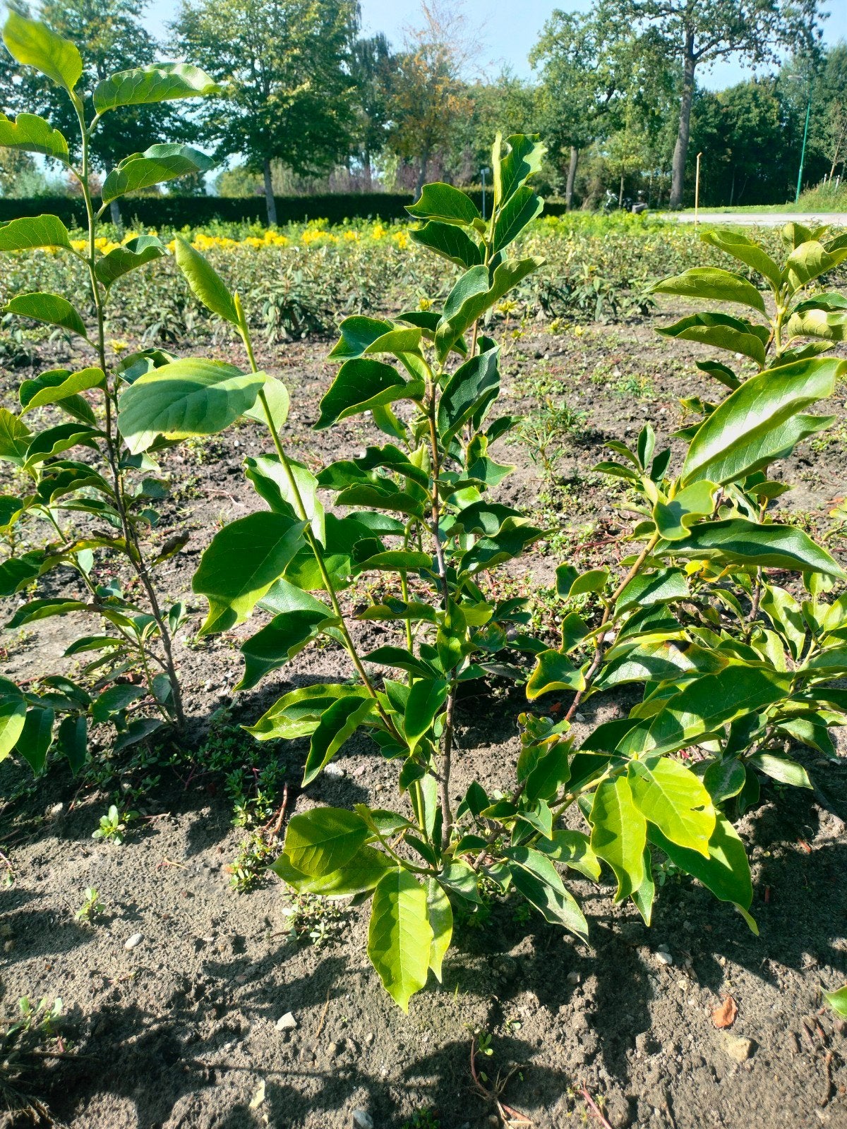Diverse Magnolia's, Ophalen, Overige soorten, Struik, Minder dan 100 cm