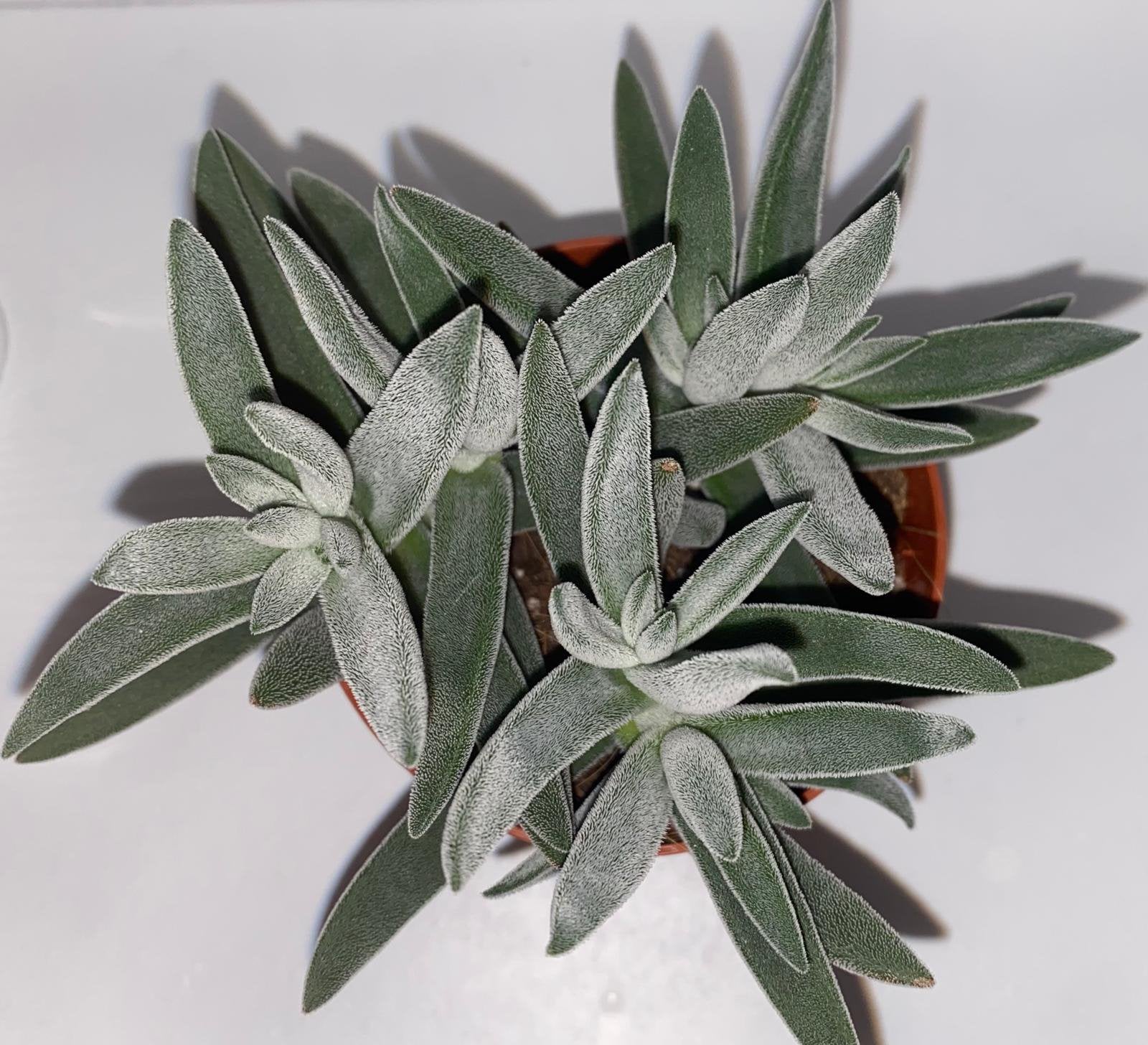 Crassula tenelli ( Crassula mesembryanthoides), Ophalen of Verzenden