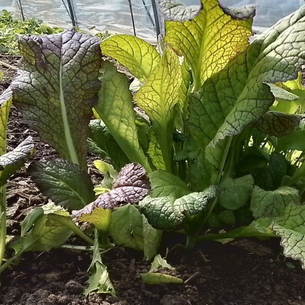 Uit de biologische moestuin: Amsoy, pittige slaplantj, zaden, Ophalen of Verzenden, Eenjarig, Groenteplanten, Volle zon