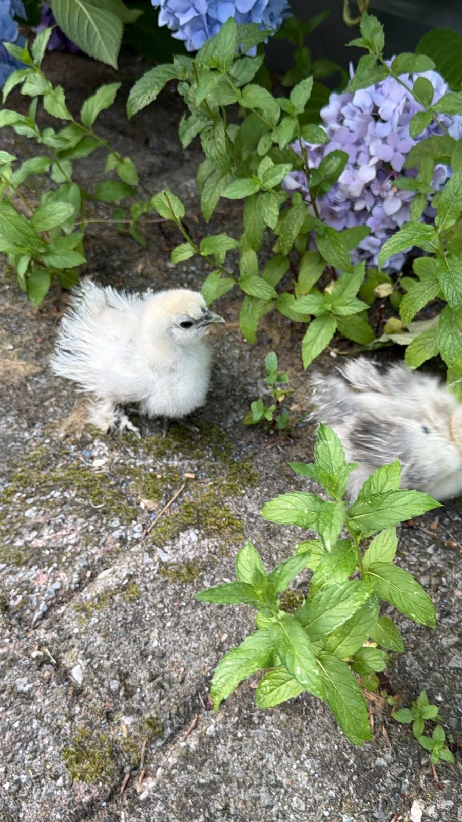 Zijdehoen kuikens, Dieren en Toebehoren, Geslacht onbekend, Kip
