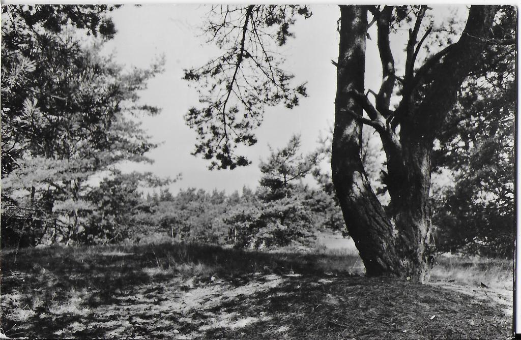 Oldebroek natuurschoon oude gelopen ansichtkaart ( 1800 ), Ophalen of Verzenden, 1940 tot 1960, Gelopen