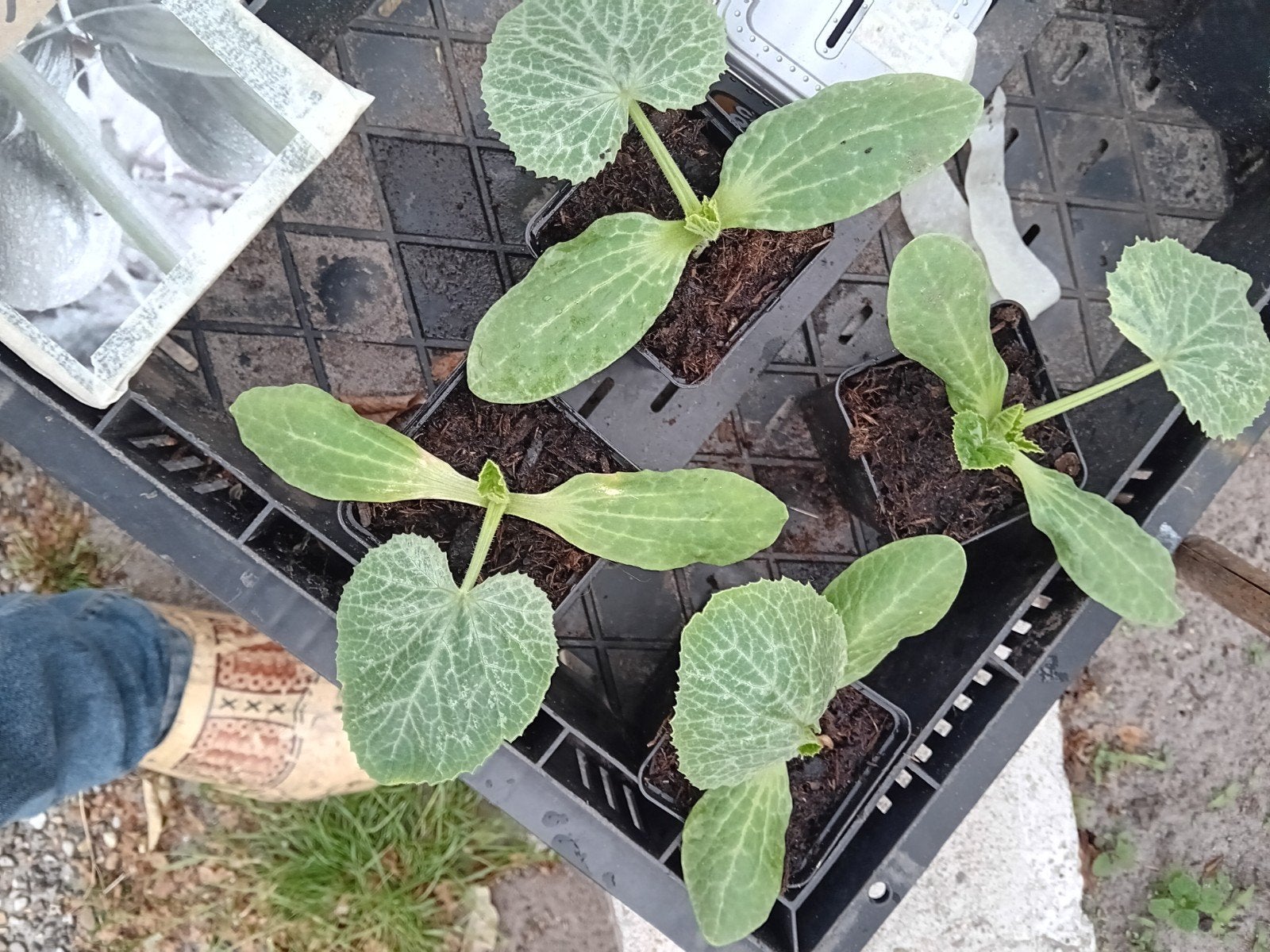 Bol Courgette Plantjes - Zomerse Oogst, Ophalen, Volle zon, Groenteplanten, Eenjarig