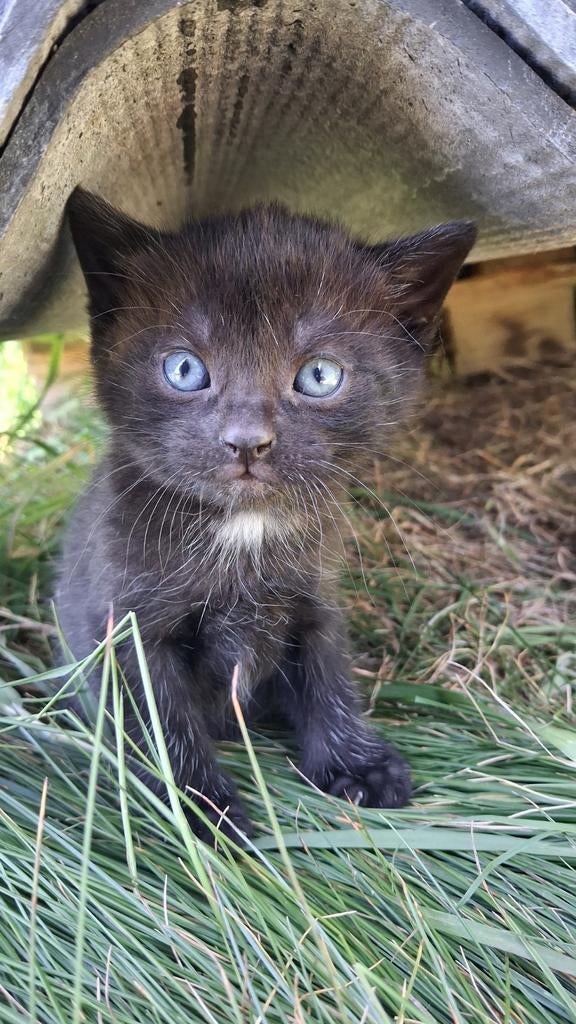 Mooie zwarte kittens met bruine gloed, Dieren en Toebehoren, Meerdere dieren, Kortharig, 0 tot 2 jaar