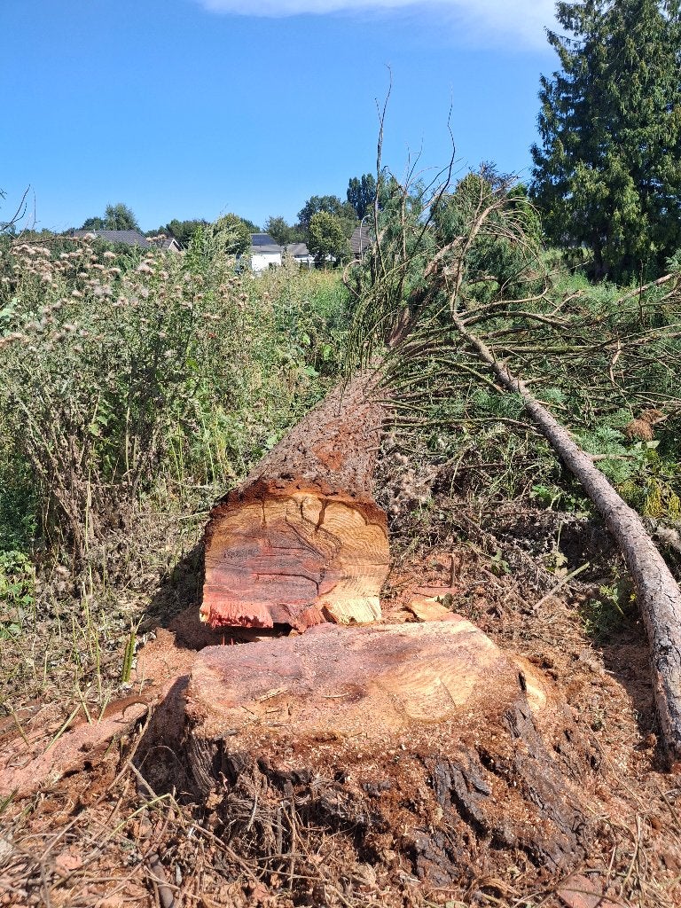Gratis hout - boomstam, Tuin en Terras, Haardhout, 6 m³ of meer, Ophalen, Overige houtsoorten, Stammen