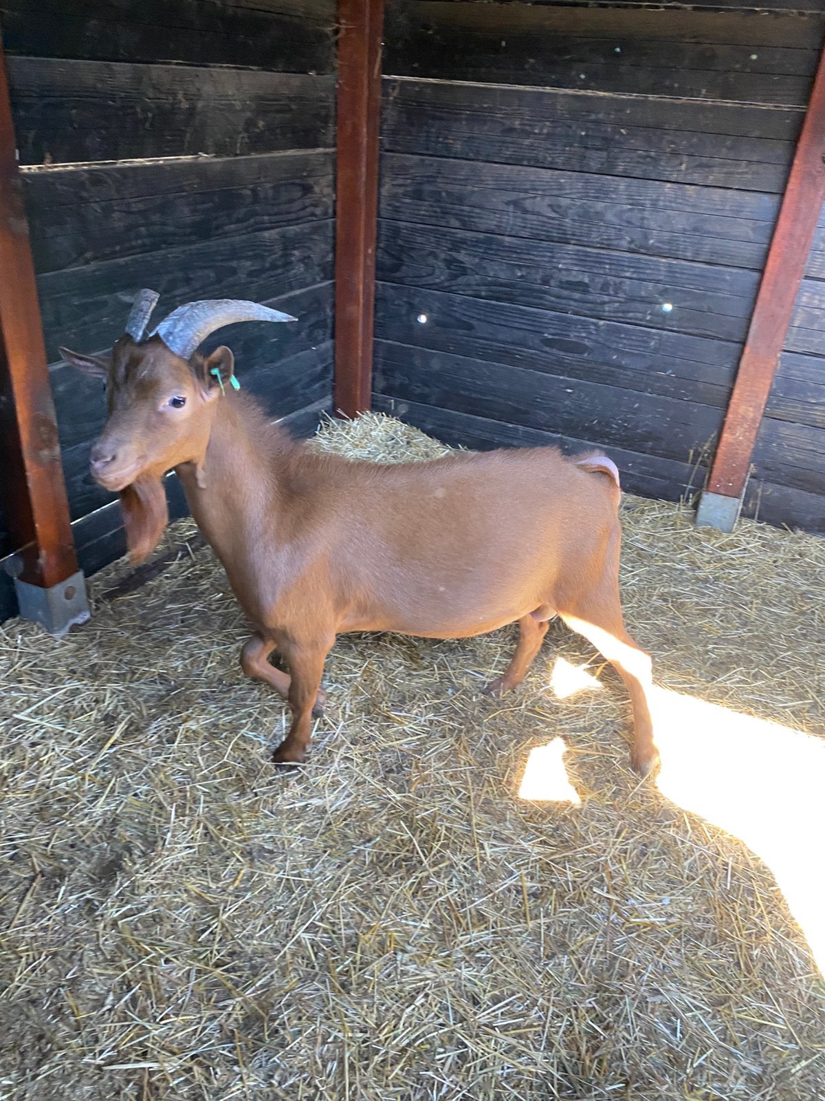 Mooie dwerggeit bok te huur, Dieren en Toebehoren, Schapen, Geiten en Varkens, Schaap, Mannelijk, 0 tot 2 jaar