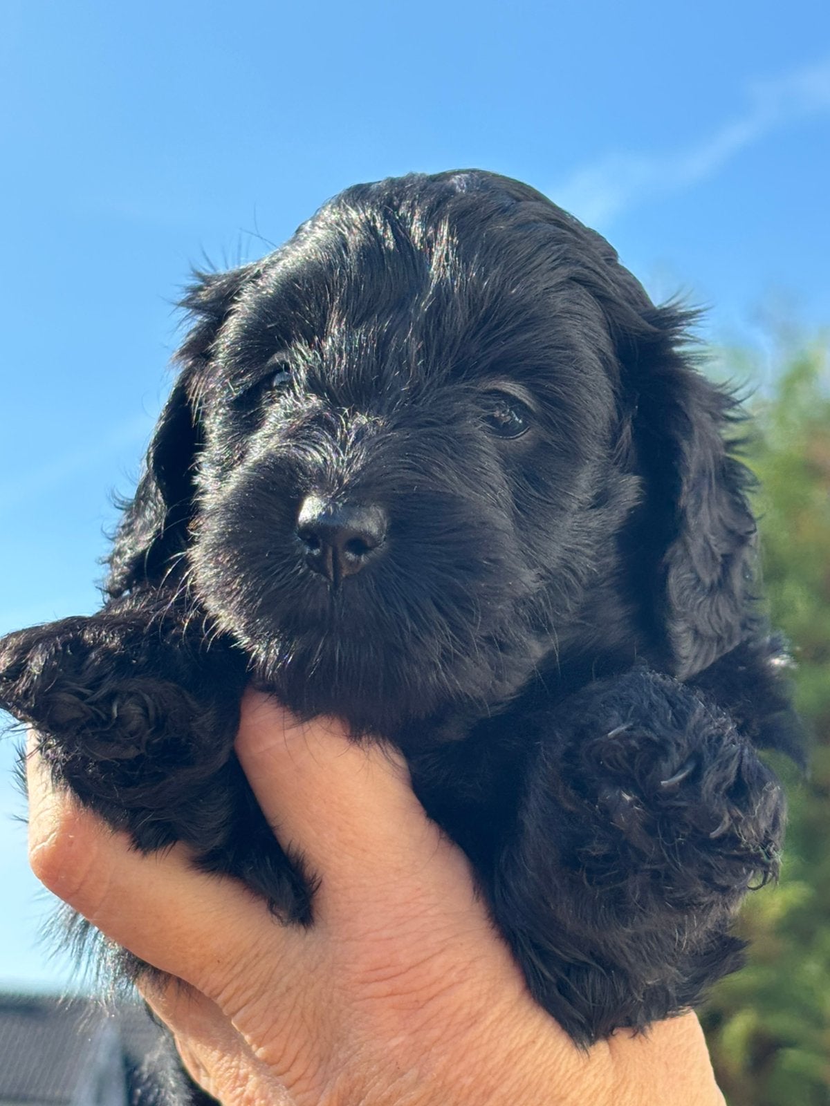 Doxiepoo zwart teefje, Dieren en Toebehoren, CDV (hondenziekte), 8 tot 15 weken, Teef, Eén hond